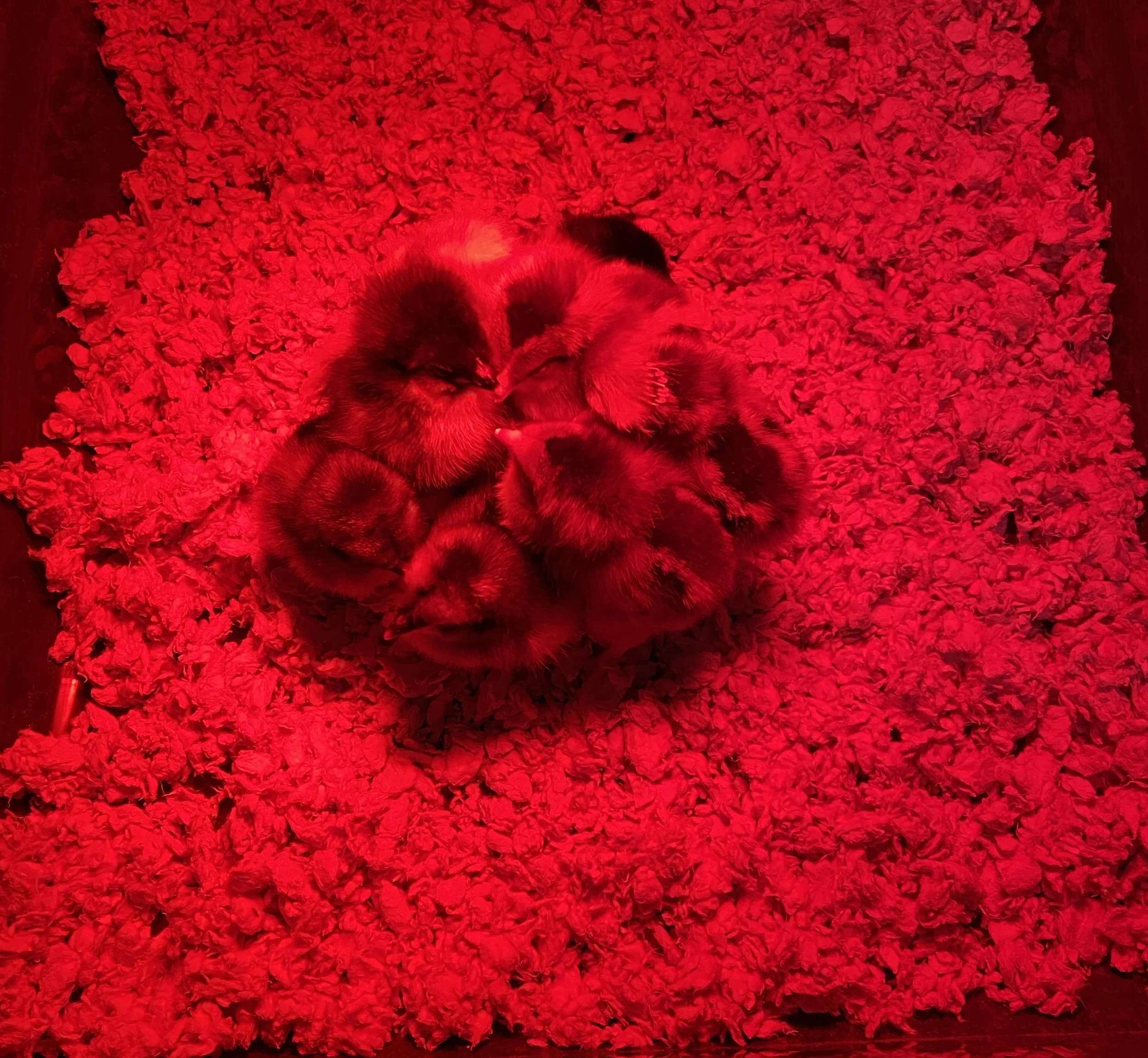 Chicks huddle under a red light