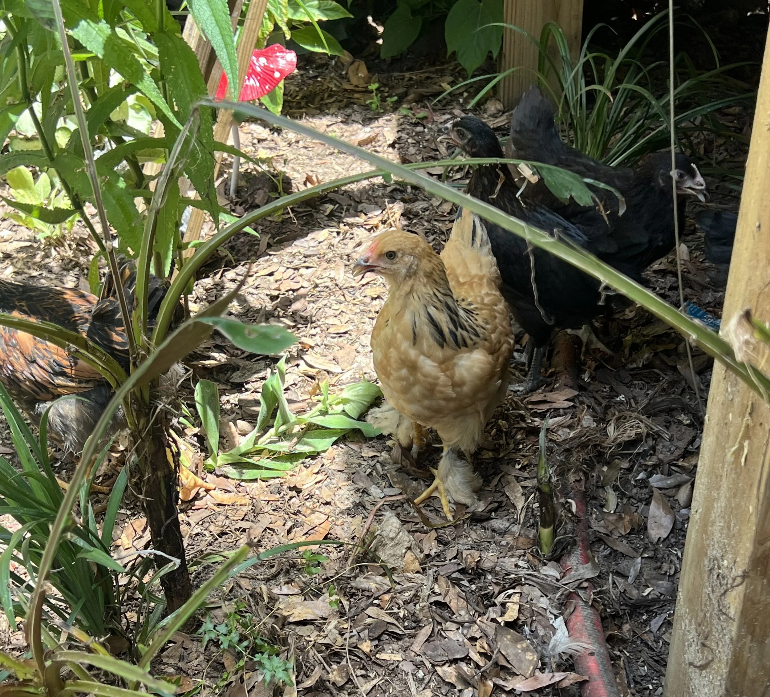 young chickens explorers