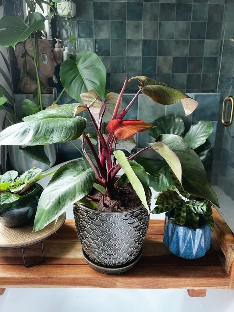 Photo of 'Imperial Red' Philodendron on wooden bench