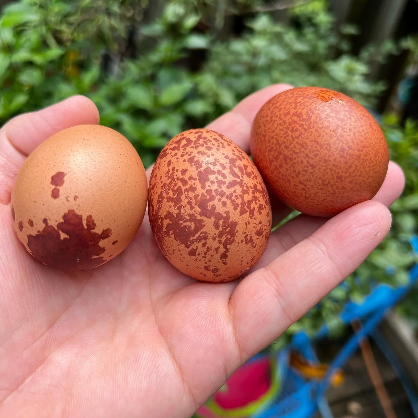 Speckled brown eggs