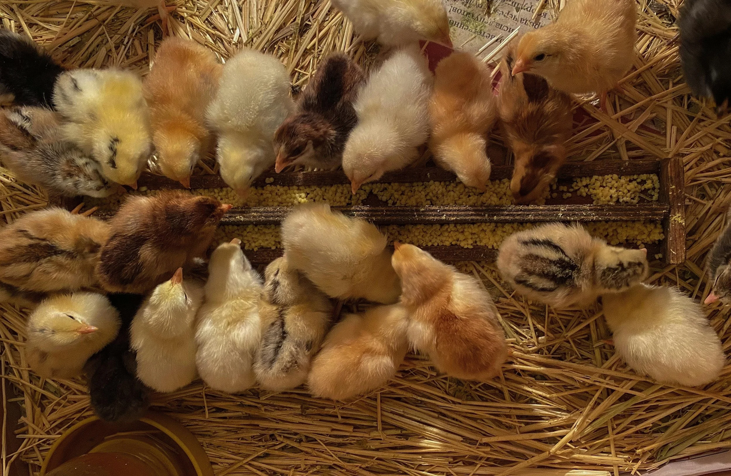 a lot of chicks eating