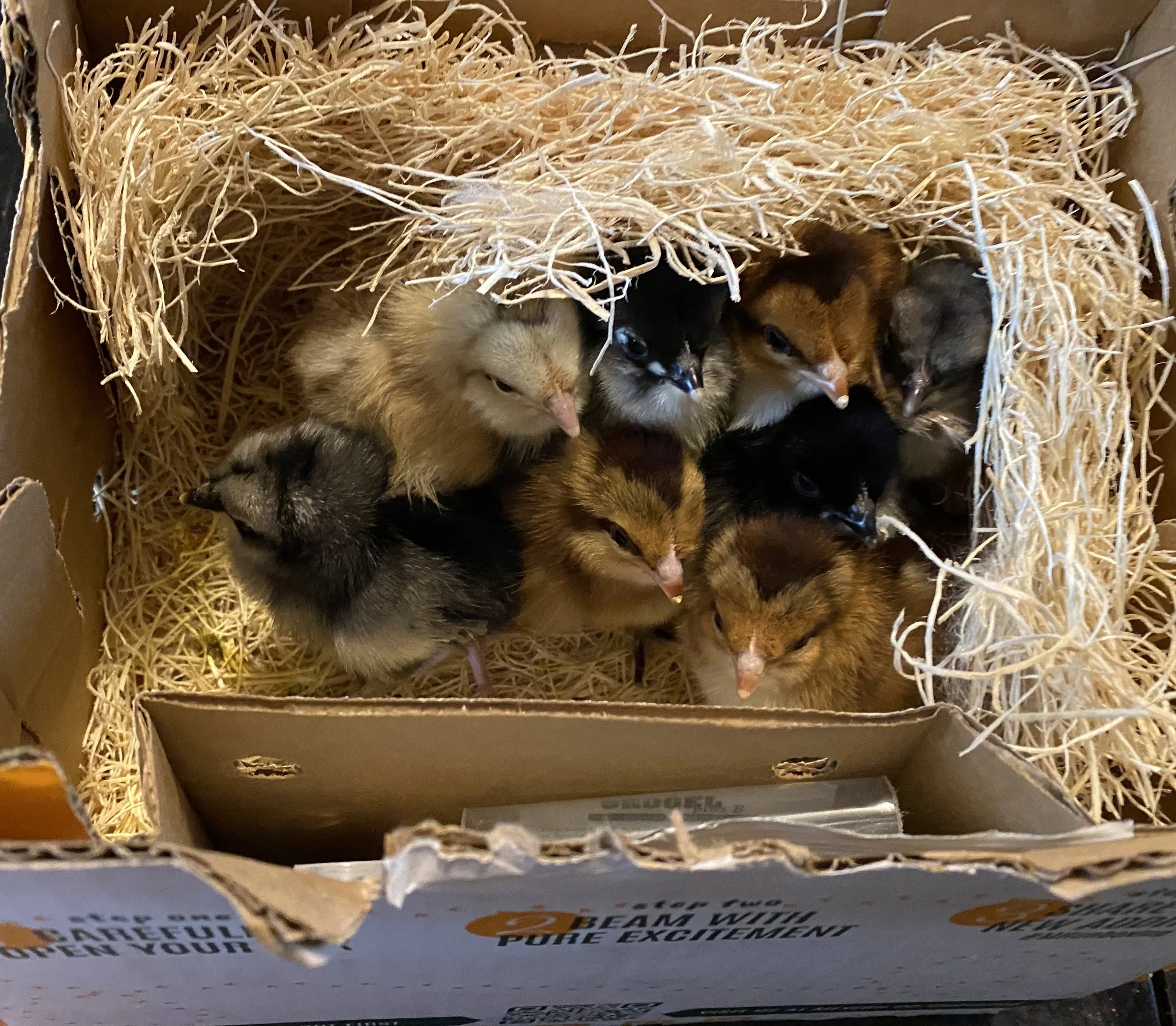 Box full of chicks