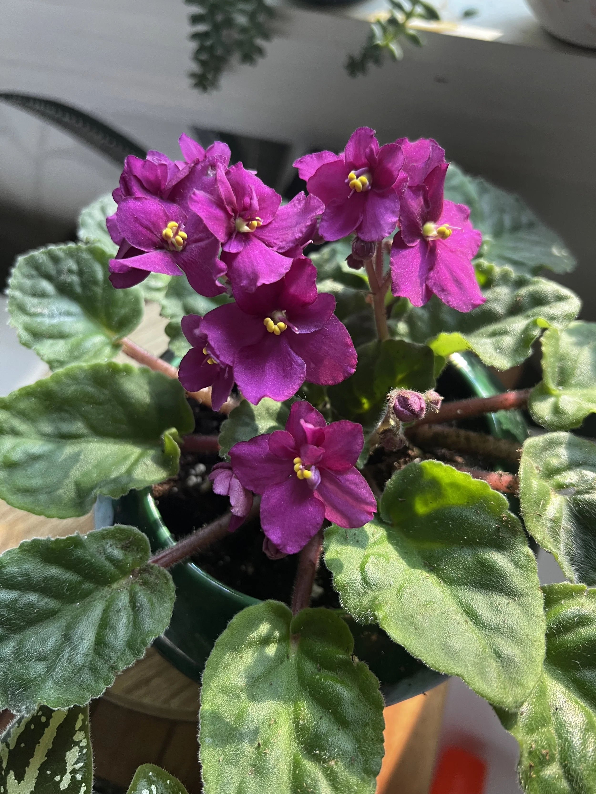 Photo of bright purple African violet