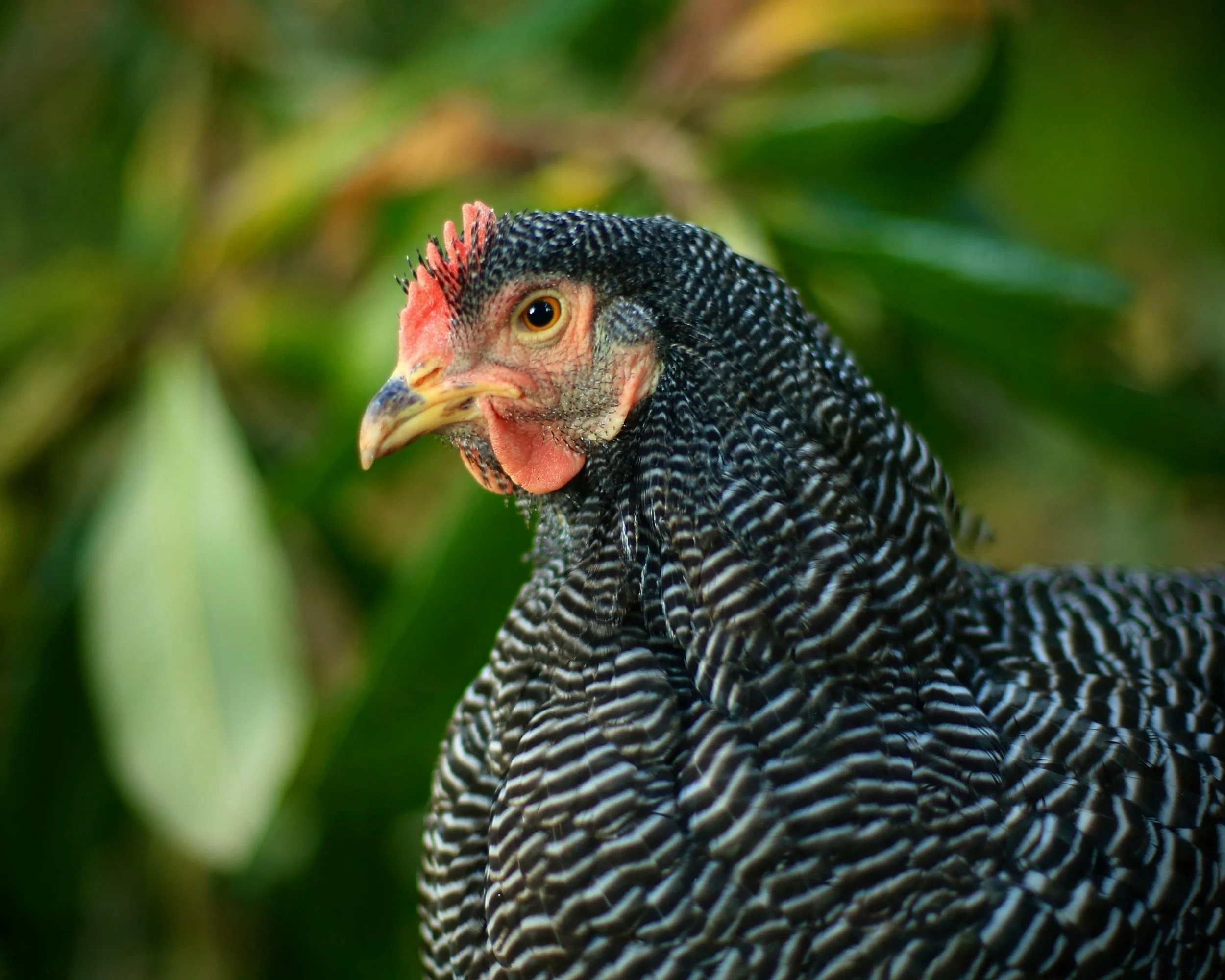 Closeup of a black and white chicken