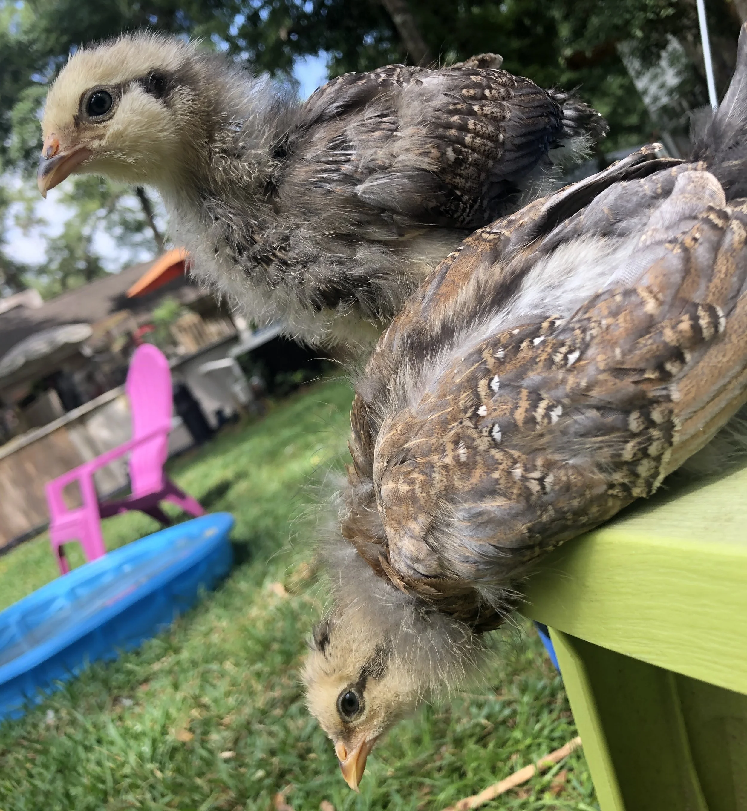 two young chickens on a chair