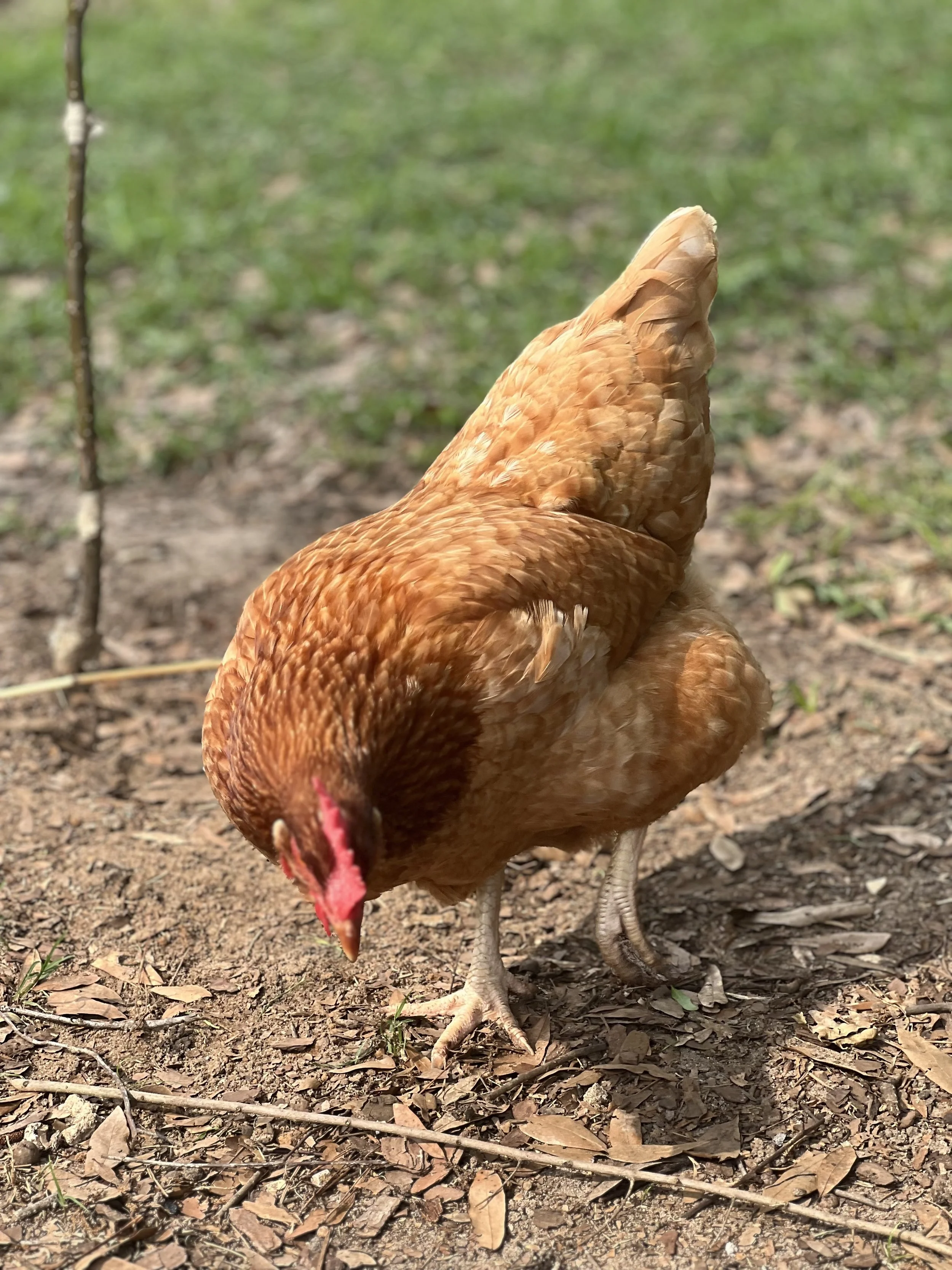 Brown chicken foraging