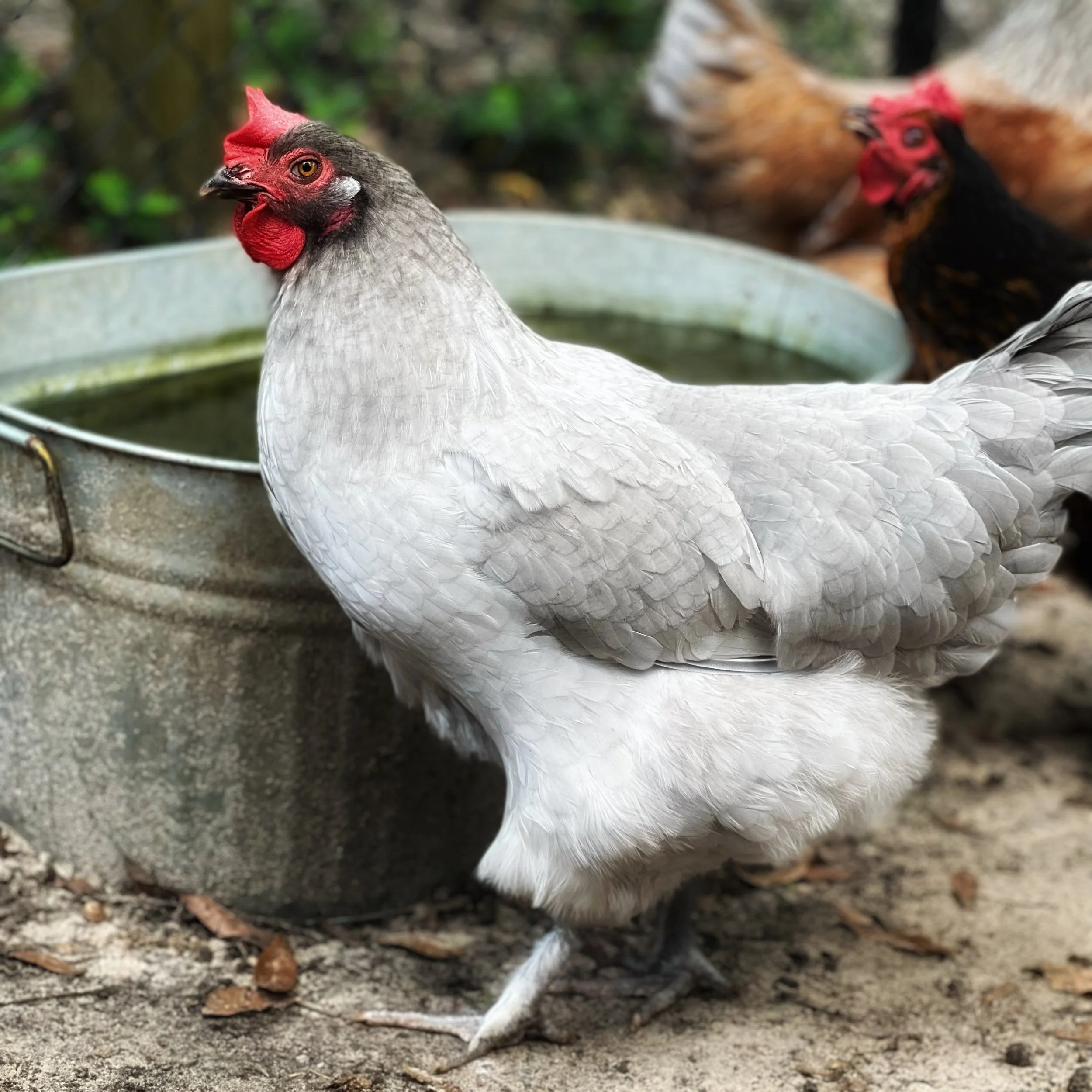 Beautiful grey chicken in front of water trough