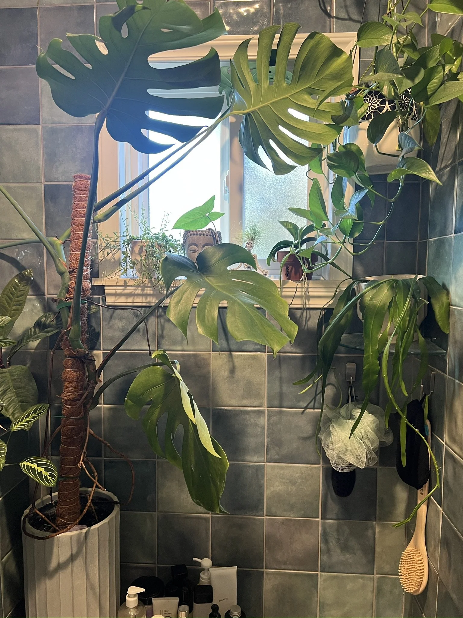 Photo of green tile shower with plants
