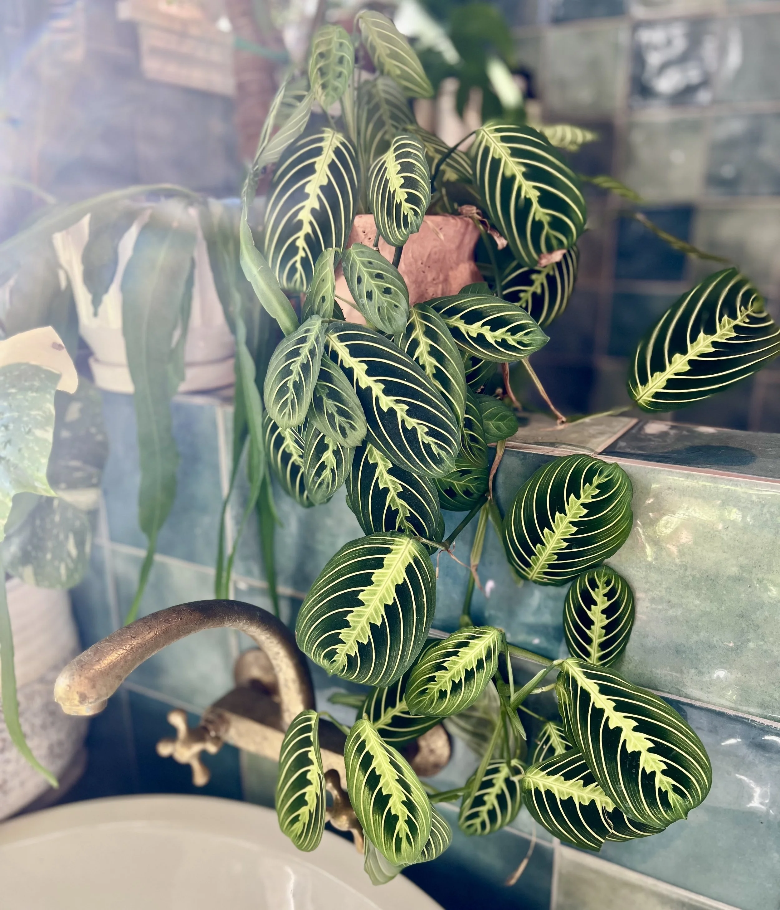 Beautiful maranta 'Lemon Lime' on green tile shower wall