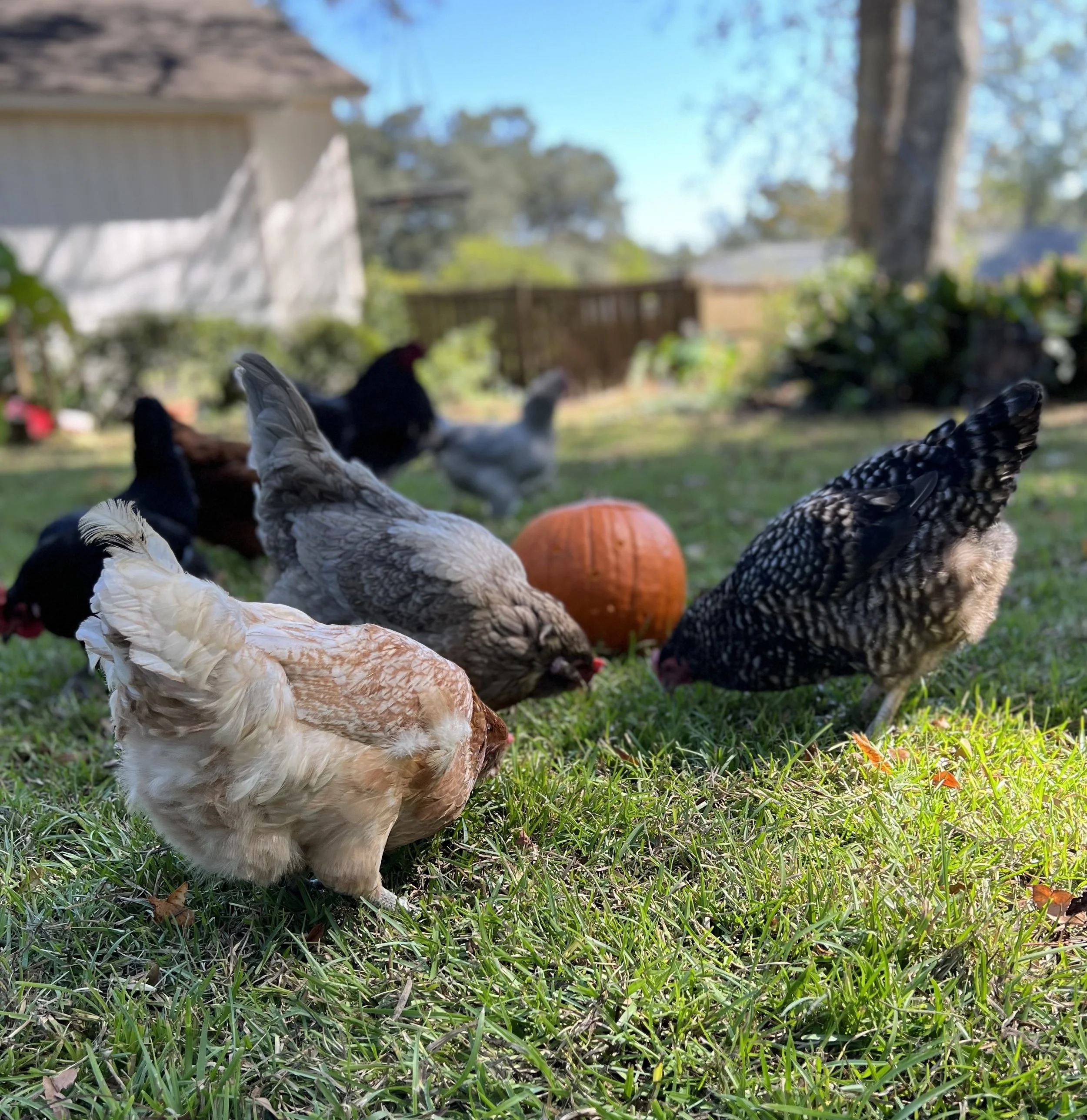 Flock of chickens free ranging
