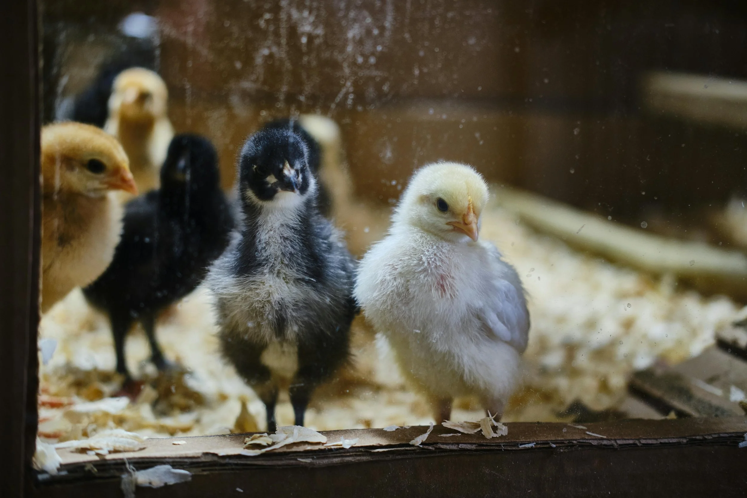 three chicks in a brooder