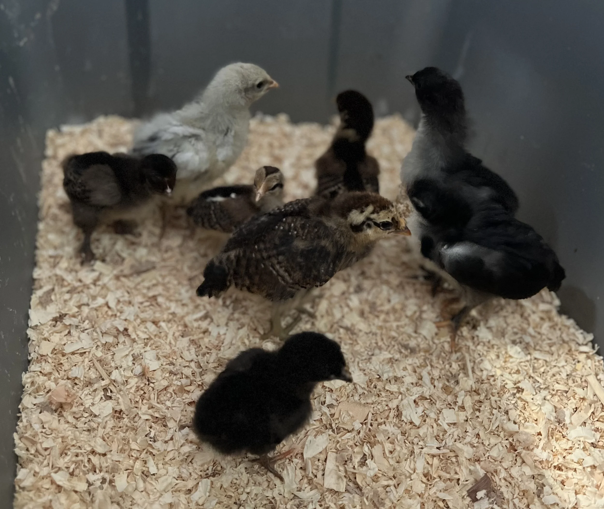 Multi-colored chicks in a brooder