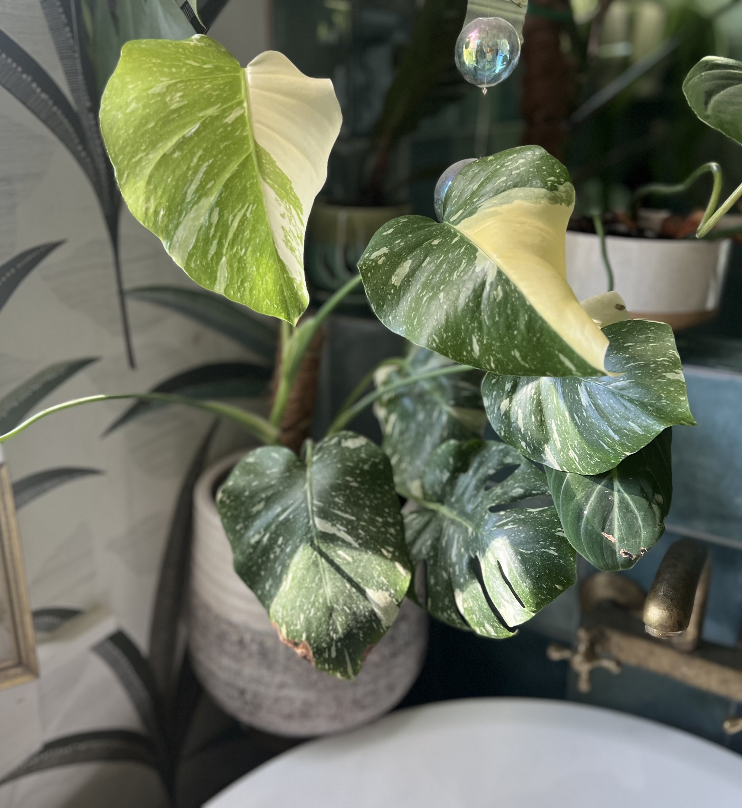 Photo of Monstera deliciosa 'Thai Constellation'