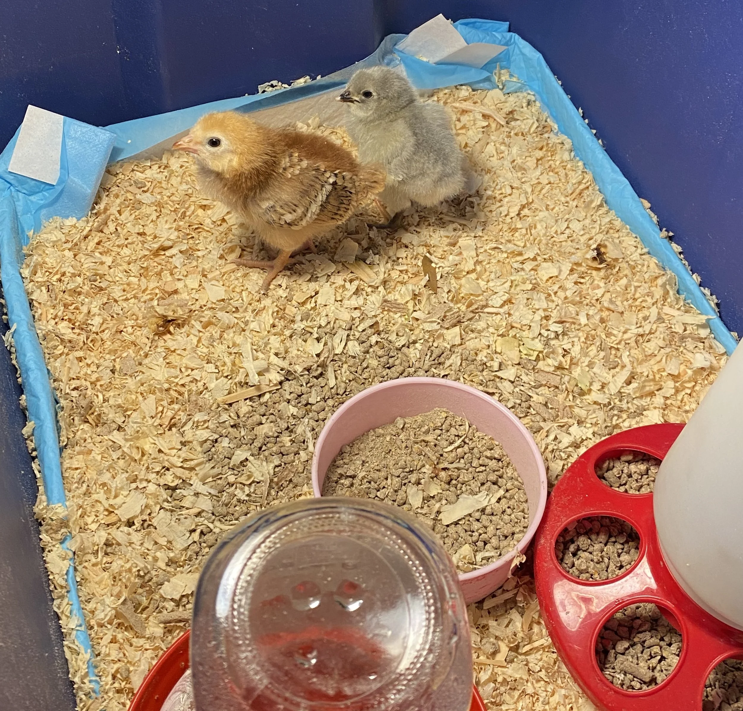 A plastic tote with chicks