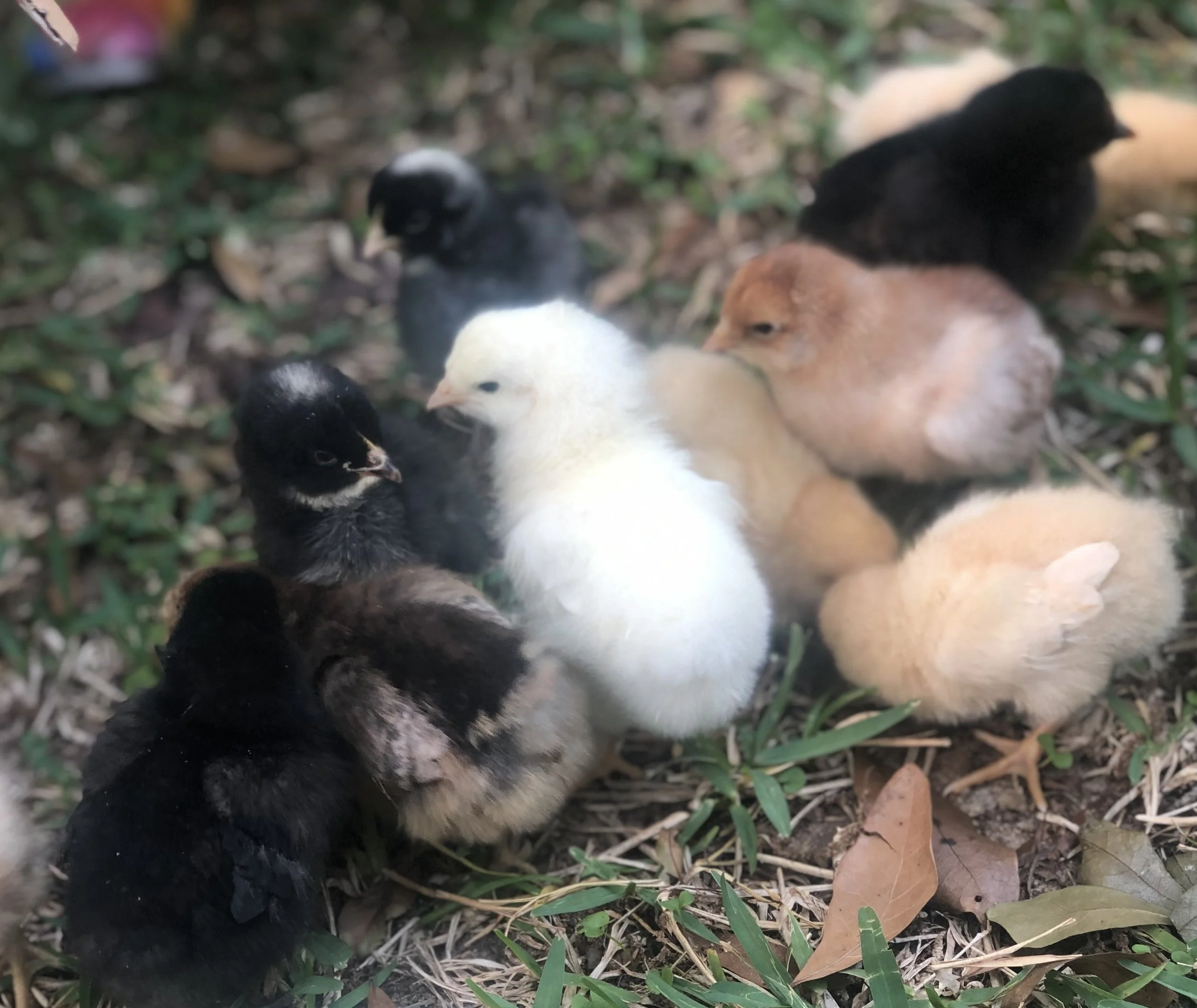 Multi-colored baby chicks