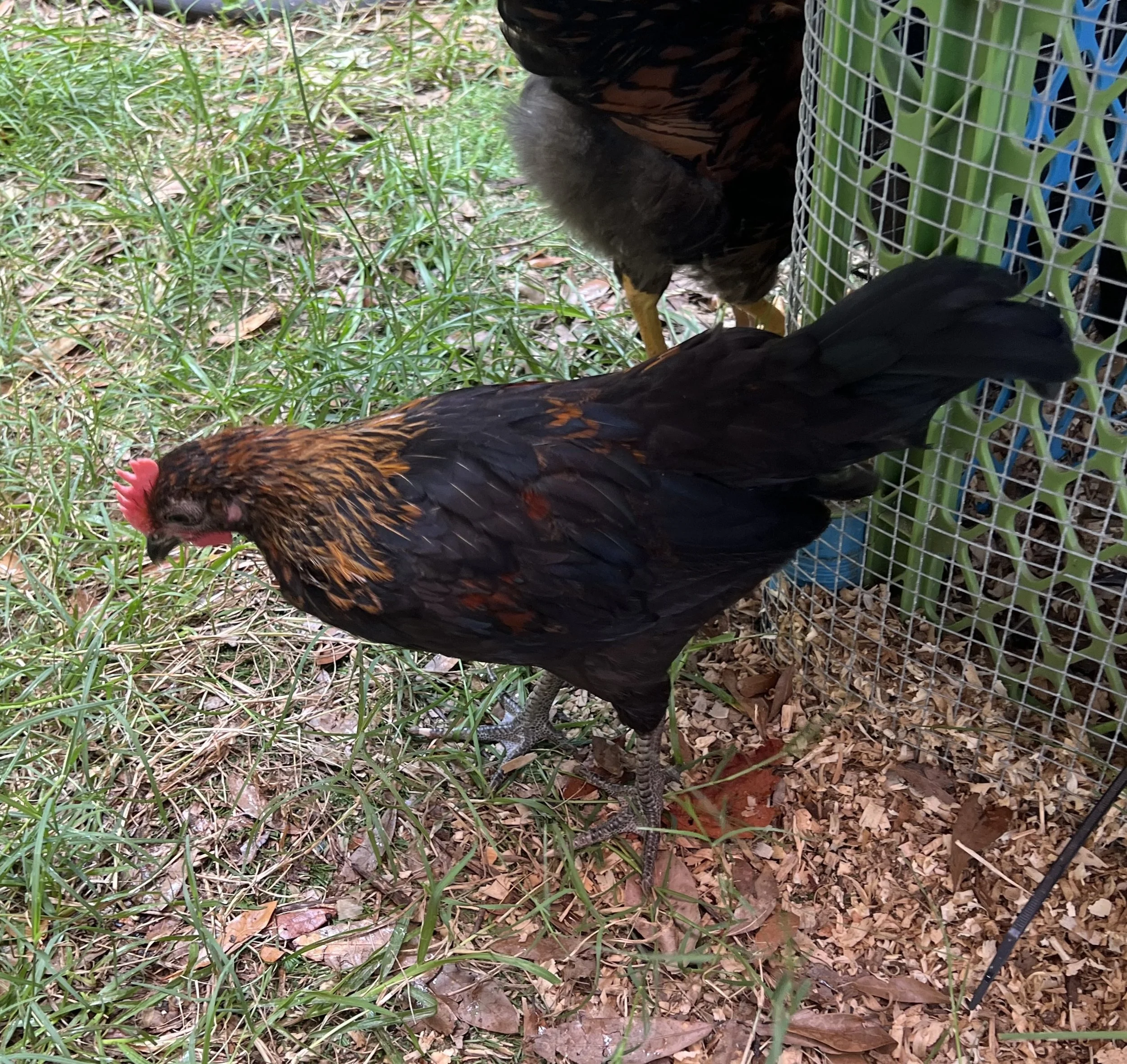 young rooster freeranging