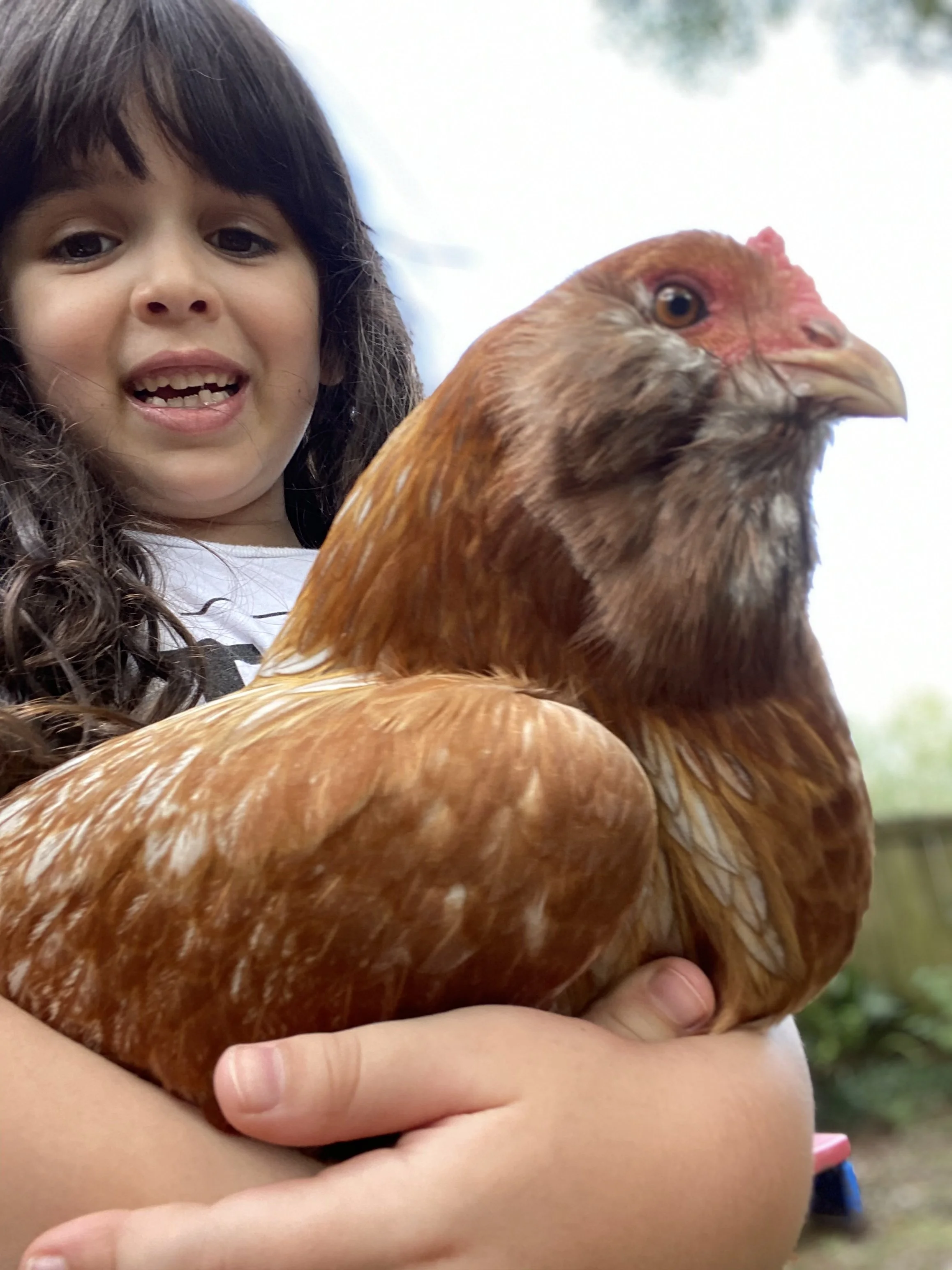 Child holding a chicken