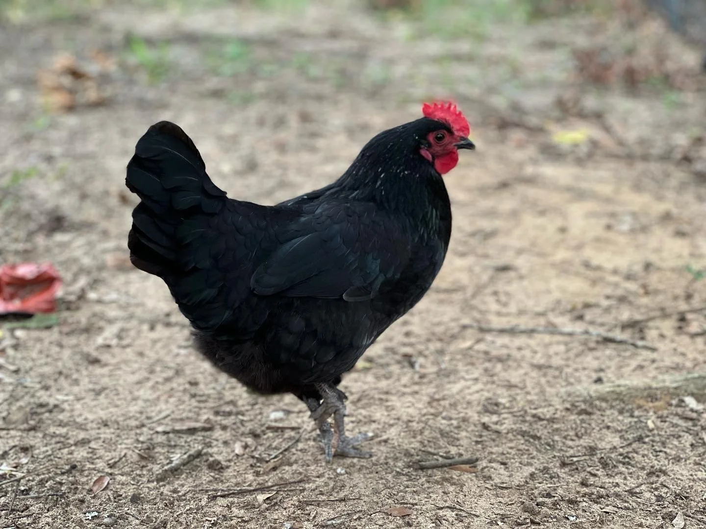 beautiful black chicken