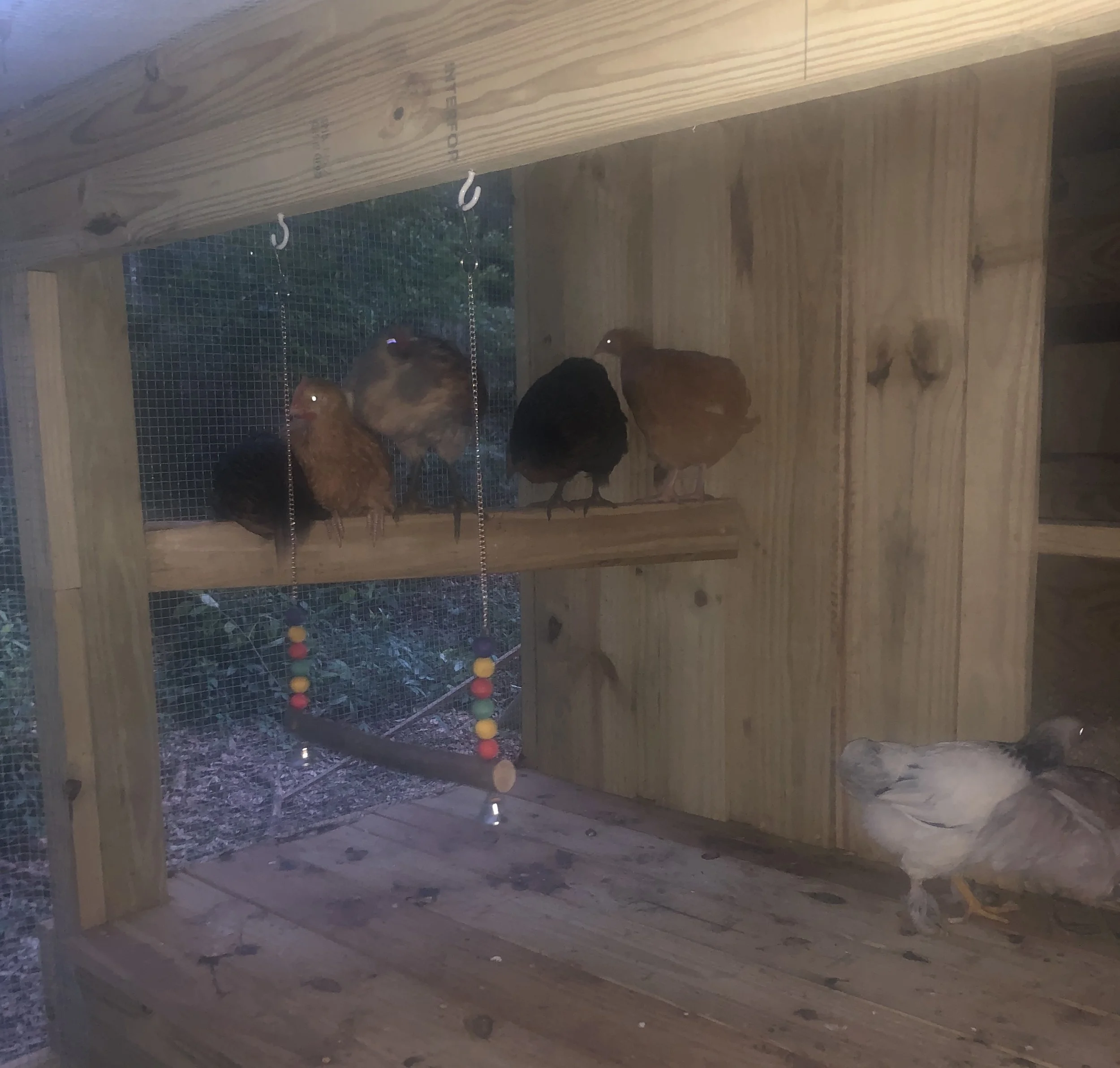 Chickens roosting on a porch