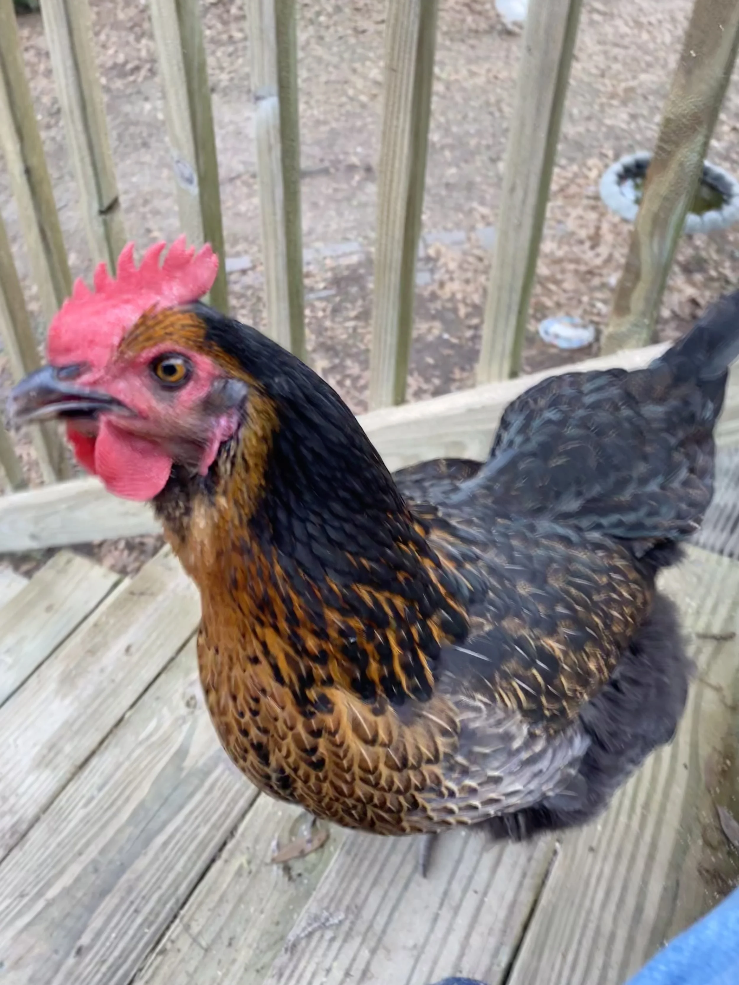 Chicken looking at the camera