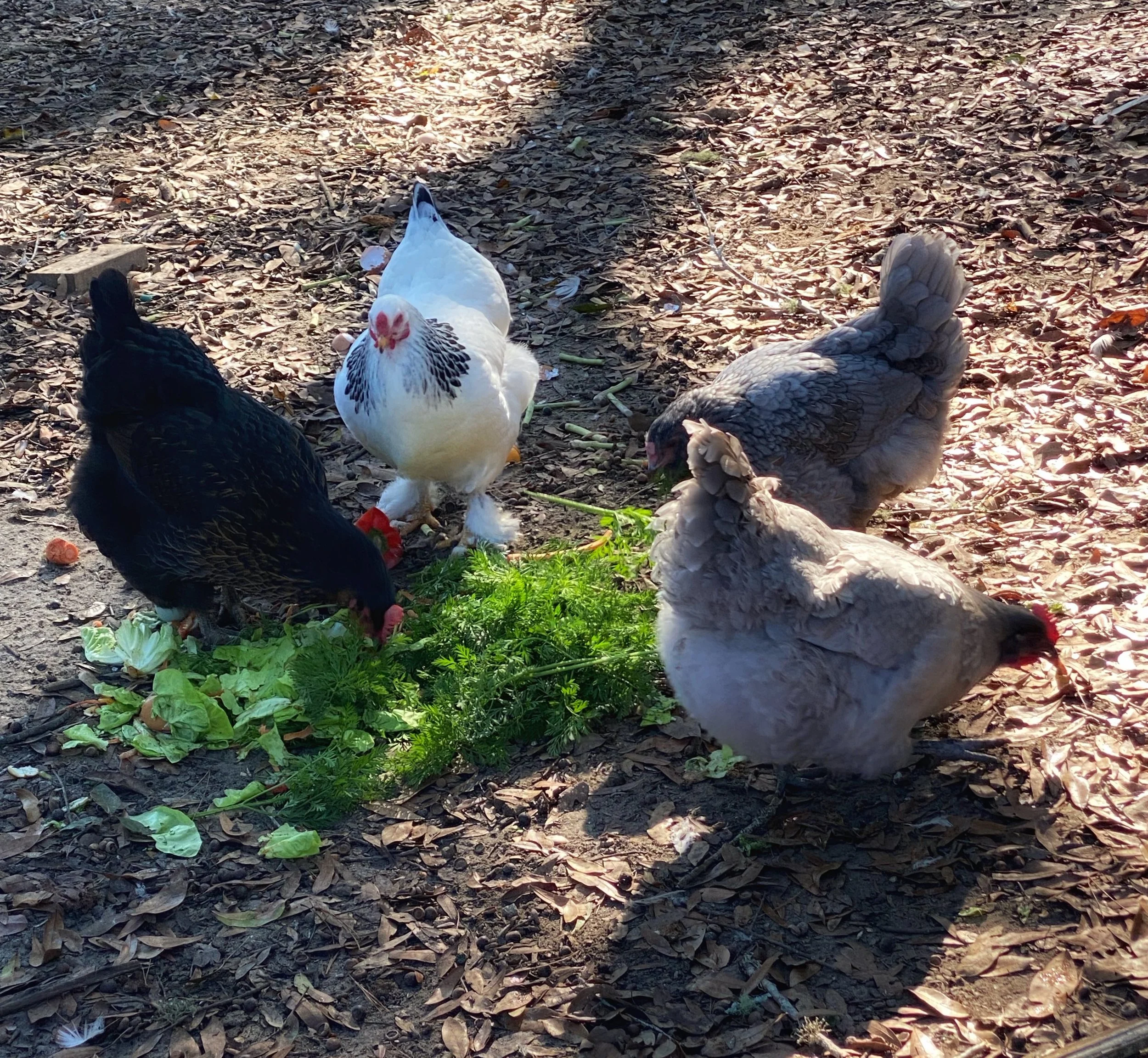 Chickens eating green vegetables