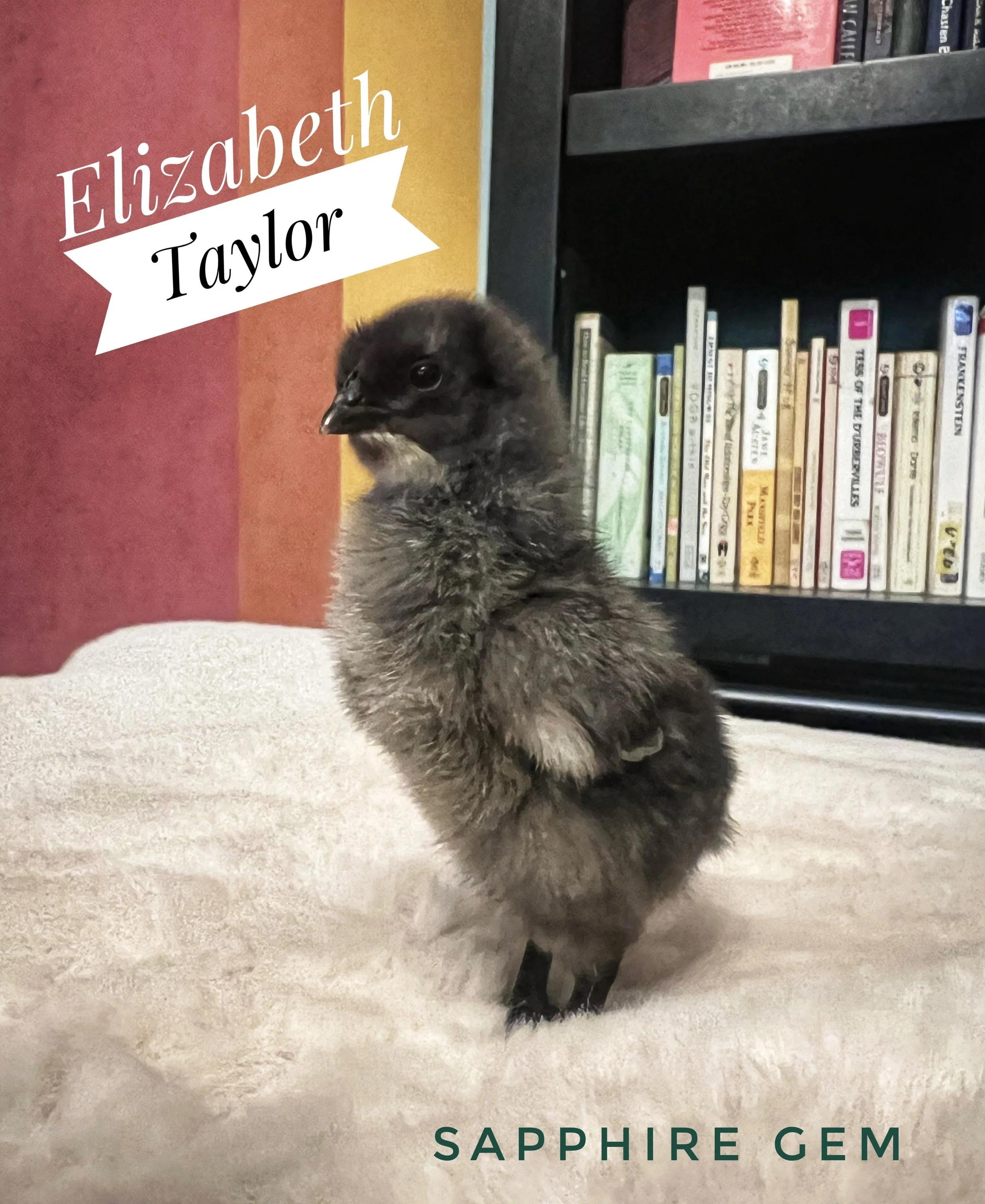 cute chick named Elizabeth Taylor