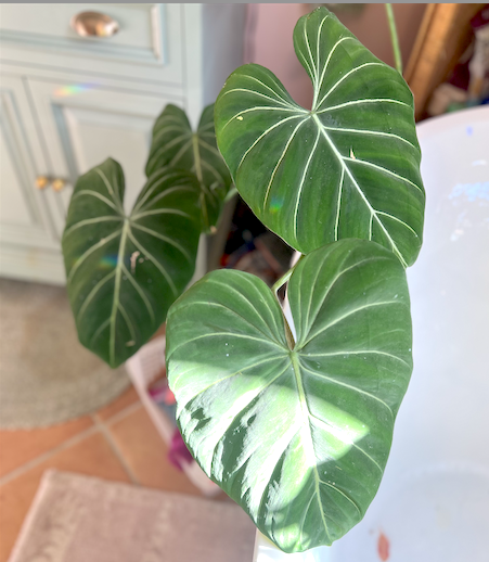 Large Philodendron gloriosum leaves