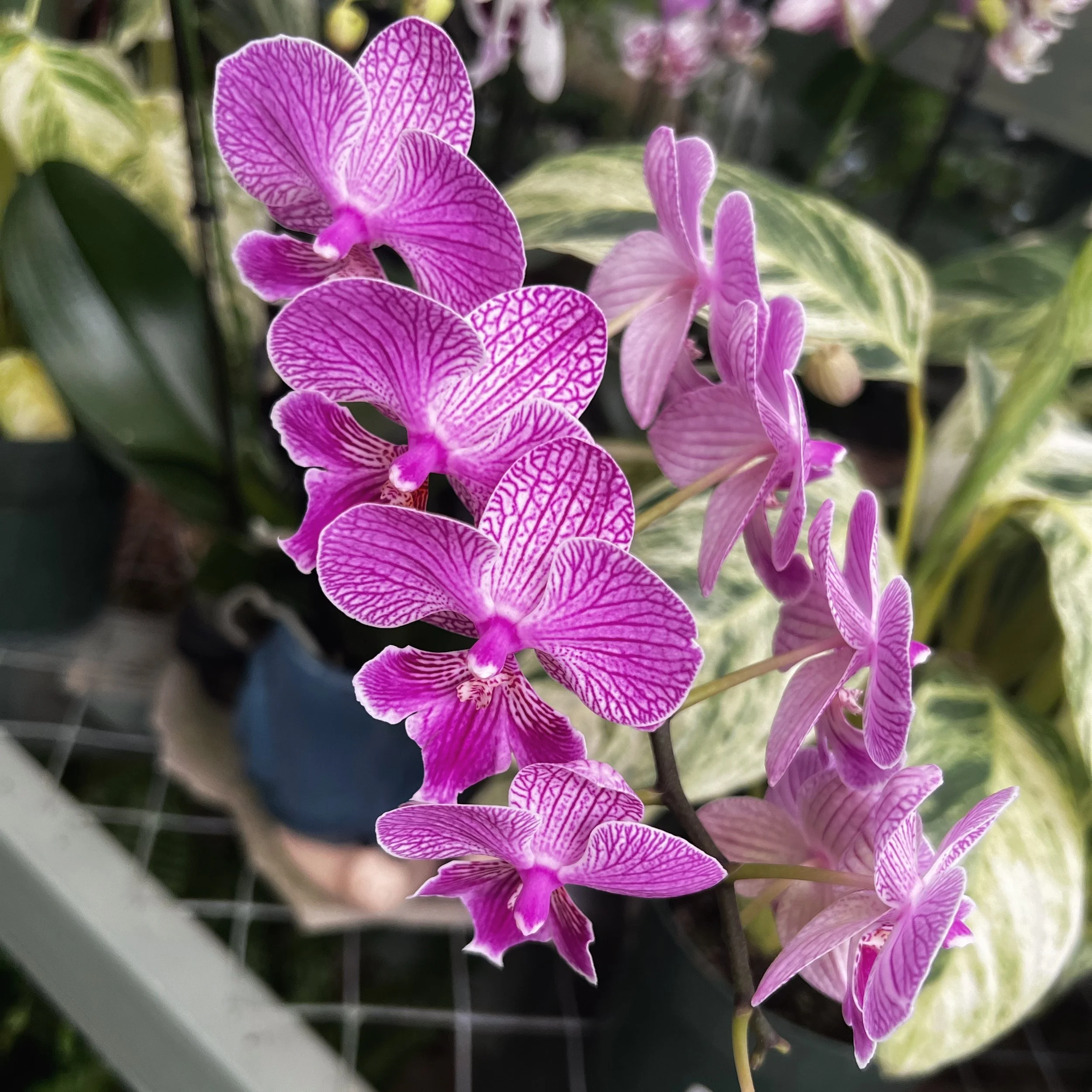 Phalaenopsis orchid with white flowers and heavy purple markings