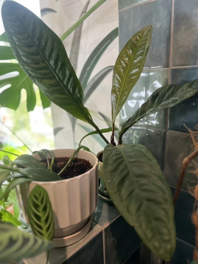 Photo of anthurium superbum plant next to a window