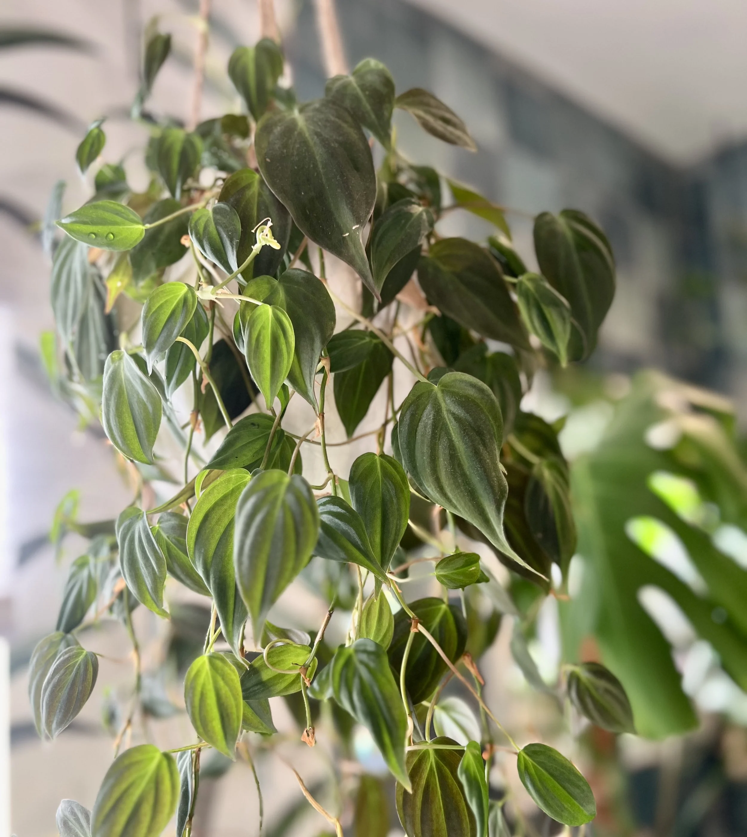 Philodendron micans hanging next to window