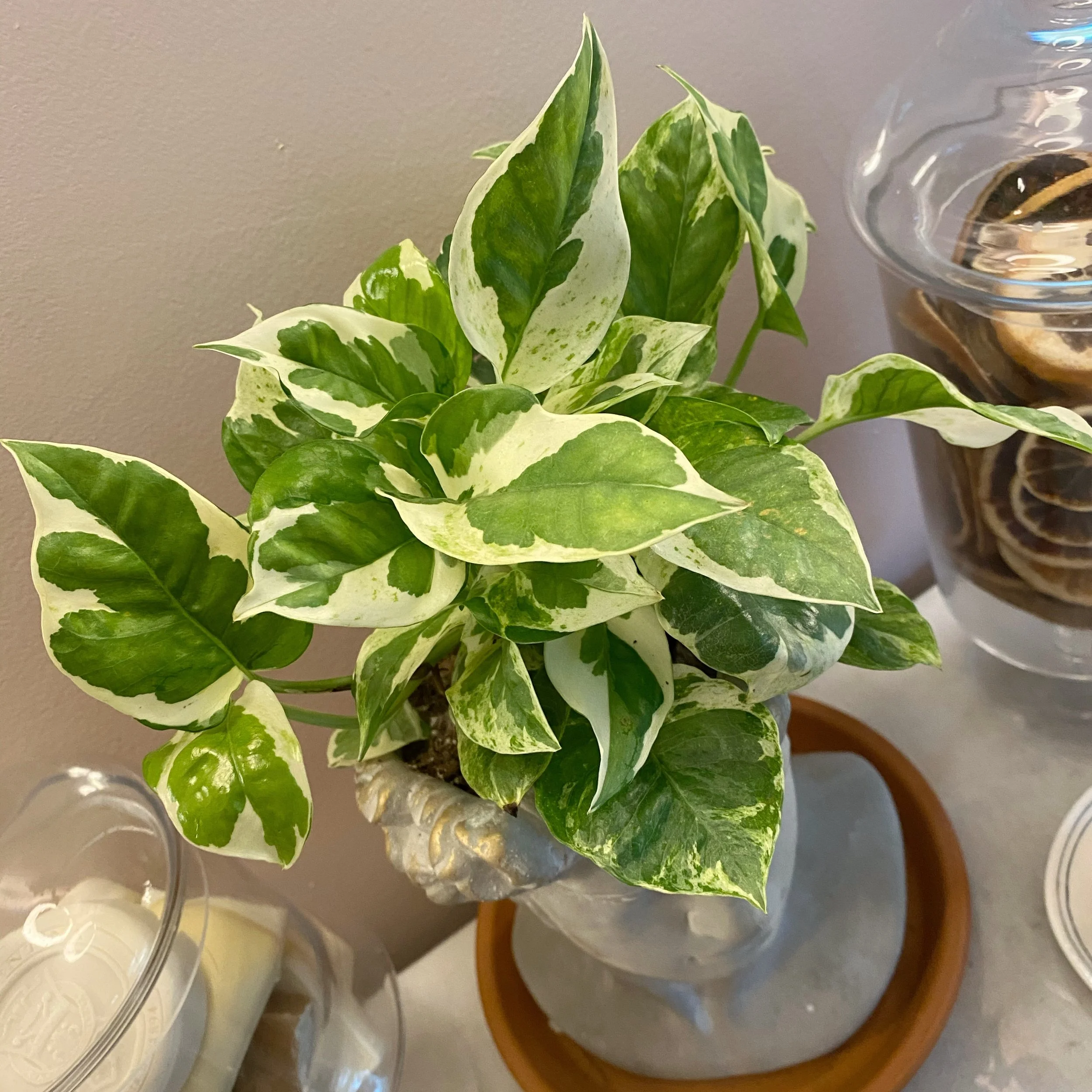 Photo of 'Pearls and Jade' pothos on bathroom vanity