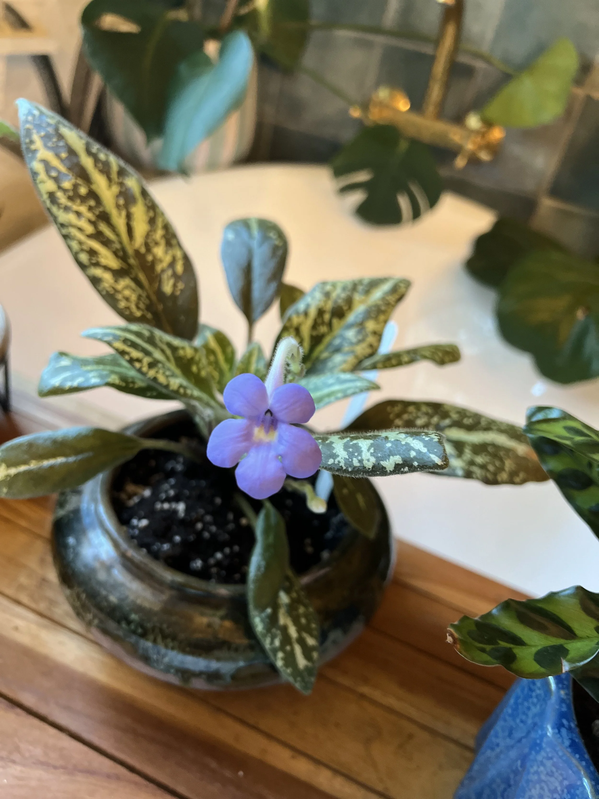 Photo of michaelmolleria vietnamensis plant on wooden bench