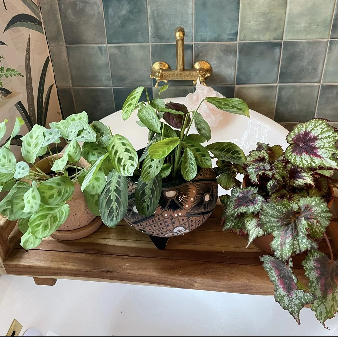 Photo of two marantas and a rex begonia in bathtub