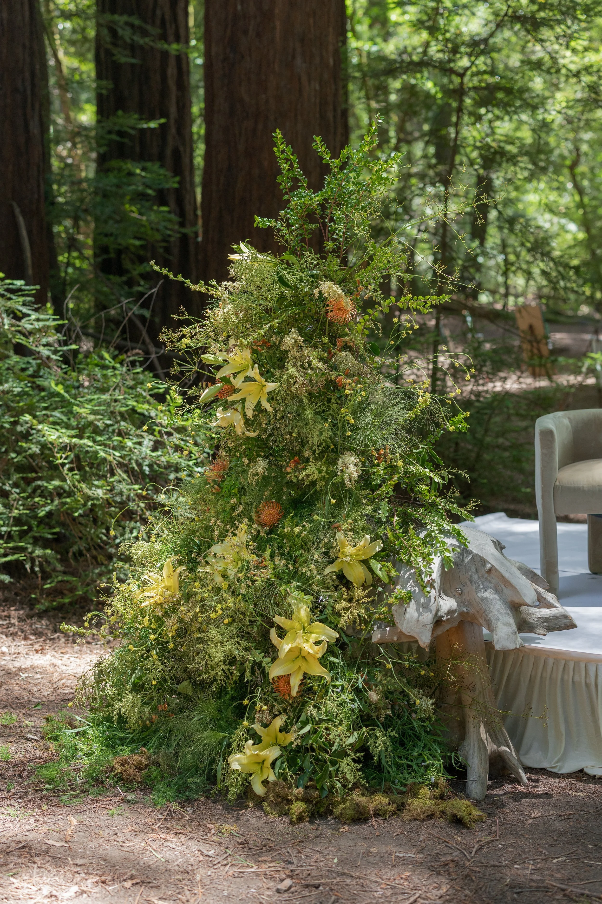 Among The Redwoods Giants