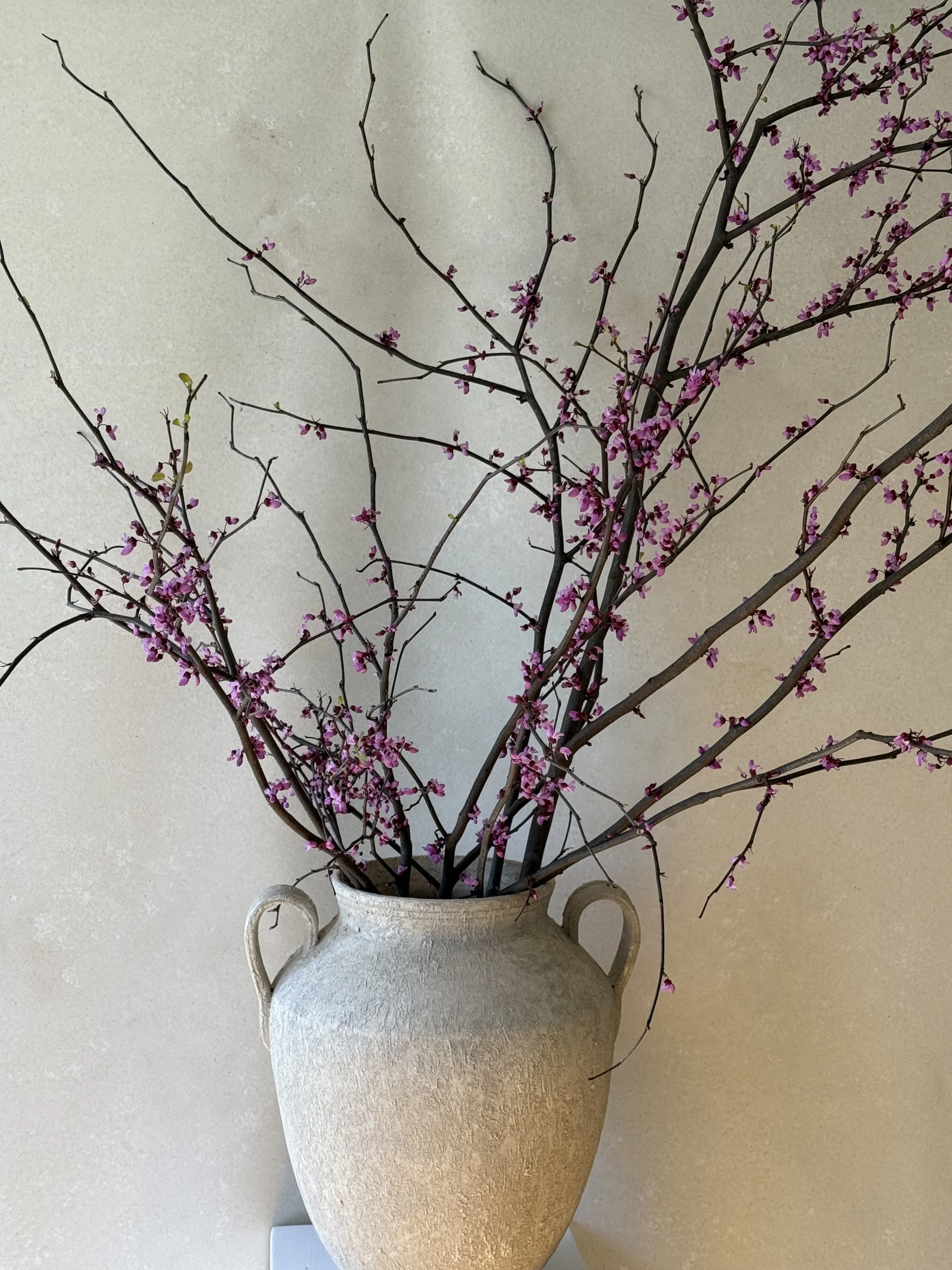 Blooming Branches Subscription (Spring Exclusive)