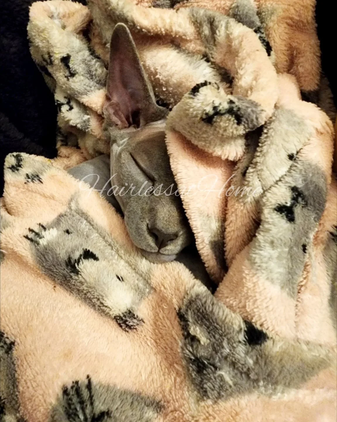 Now that fall is upon us, my blanket has become my second skin 😩

Only if my hooman would let me stick on her....

Anyway, how's everyone doing? 

.
.
.
#spoiledcat #spoiledsphynx #fallsphynx