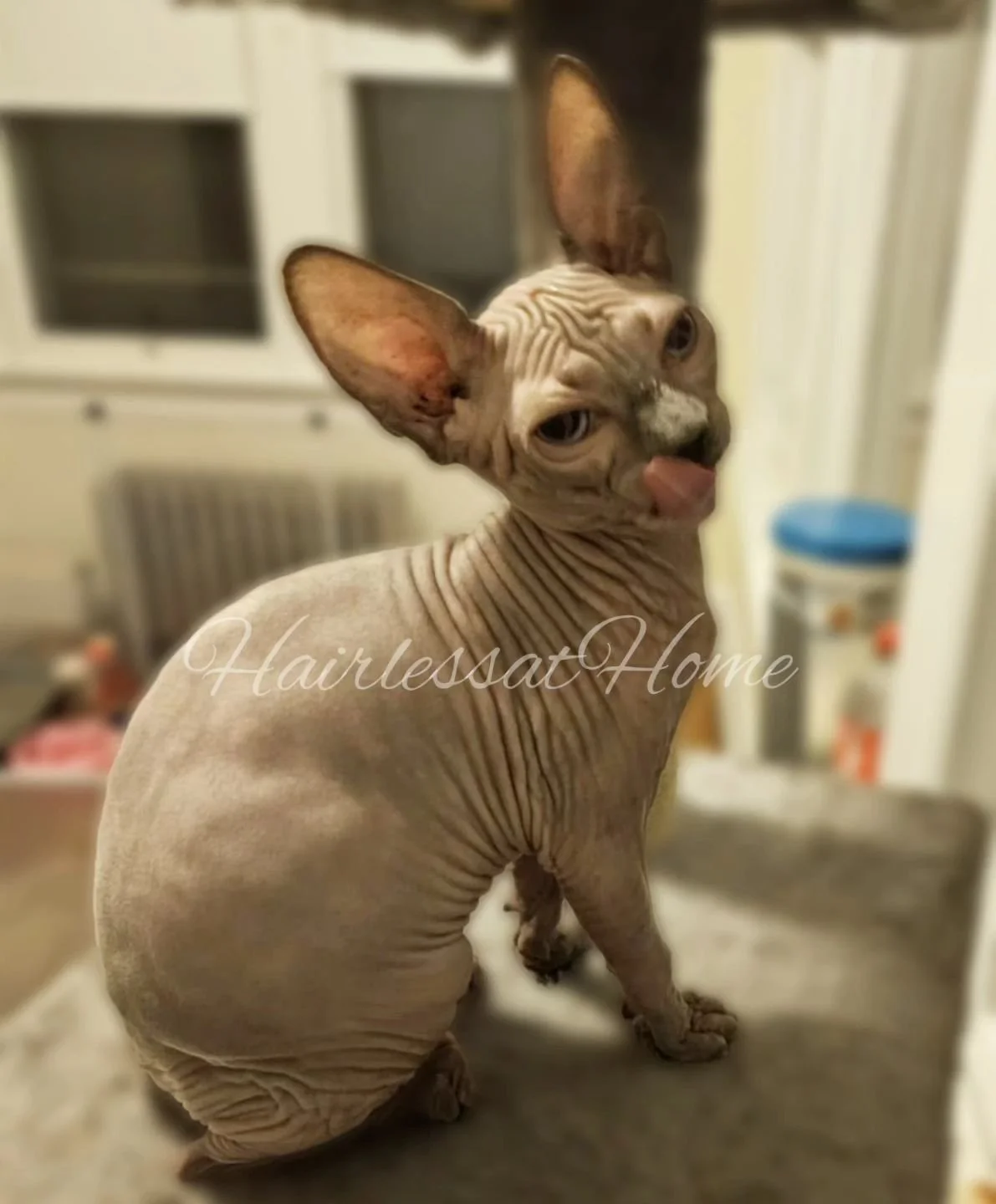 This tiny big baby 😍🥹
.
.
.
They have been a joy to watch as they grow and get ready to go to their purrfect homes in a few more weeks 
.
.
.
Our families are eagerly awaiting their arrival!!
.
.
.
HairlessatHome.com is getting a few updates to inc