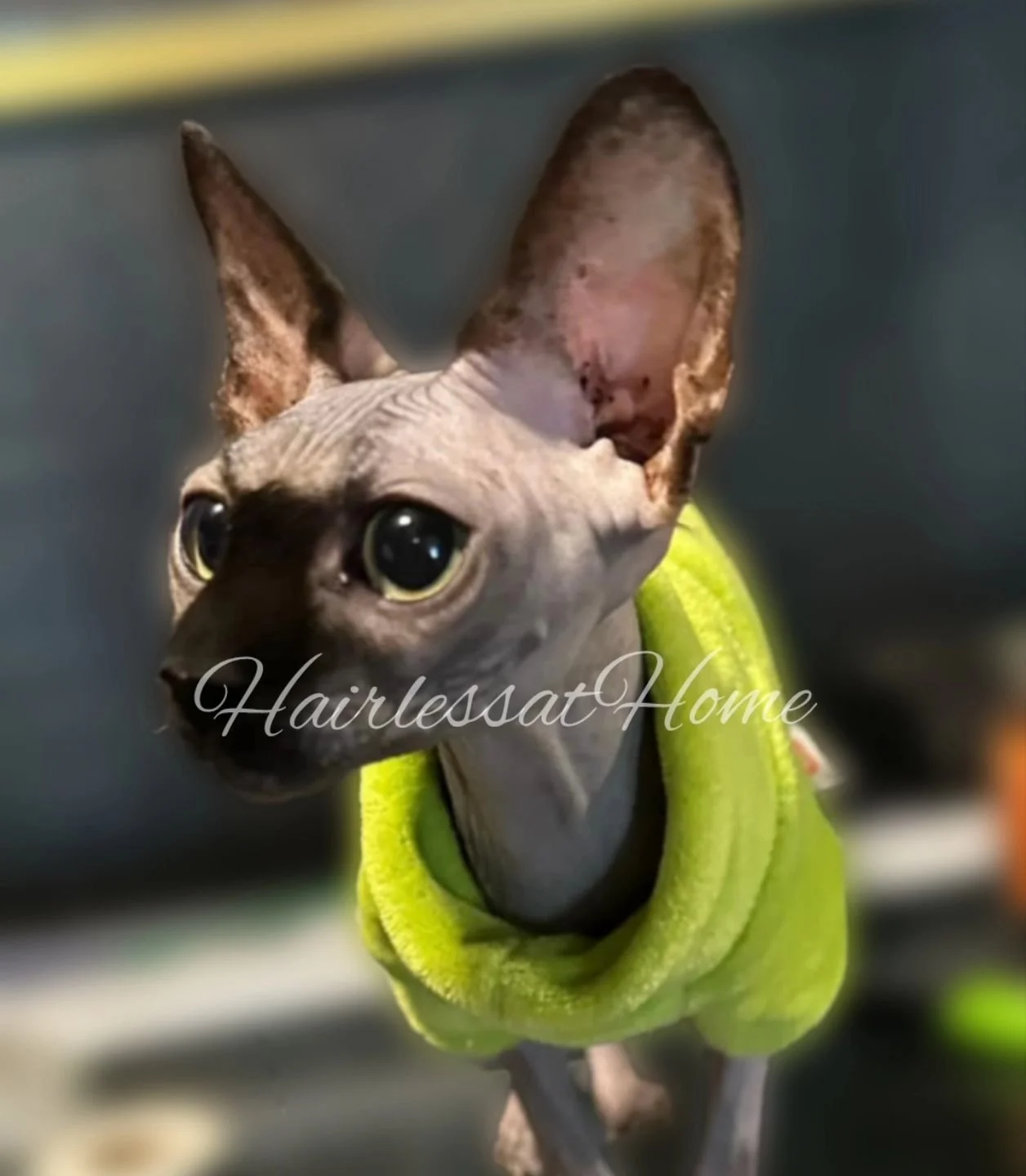 Look at this stud 😍

Looking just like his mama! 
.
.
.
#sphynxboy #sphynxcatsofinstagram #sphynxcommunity