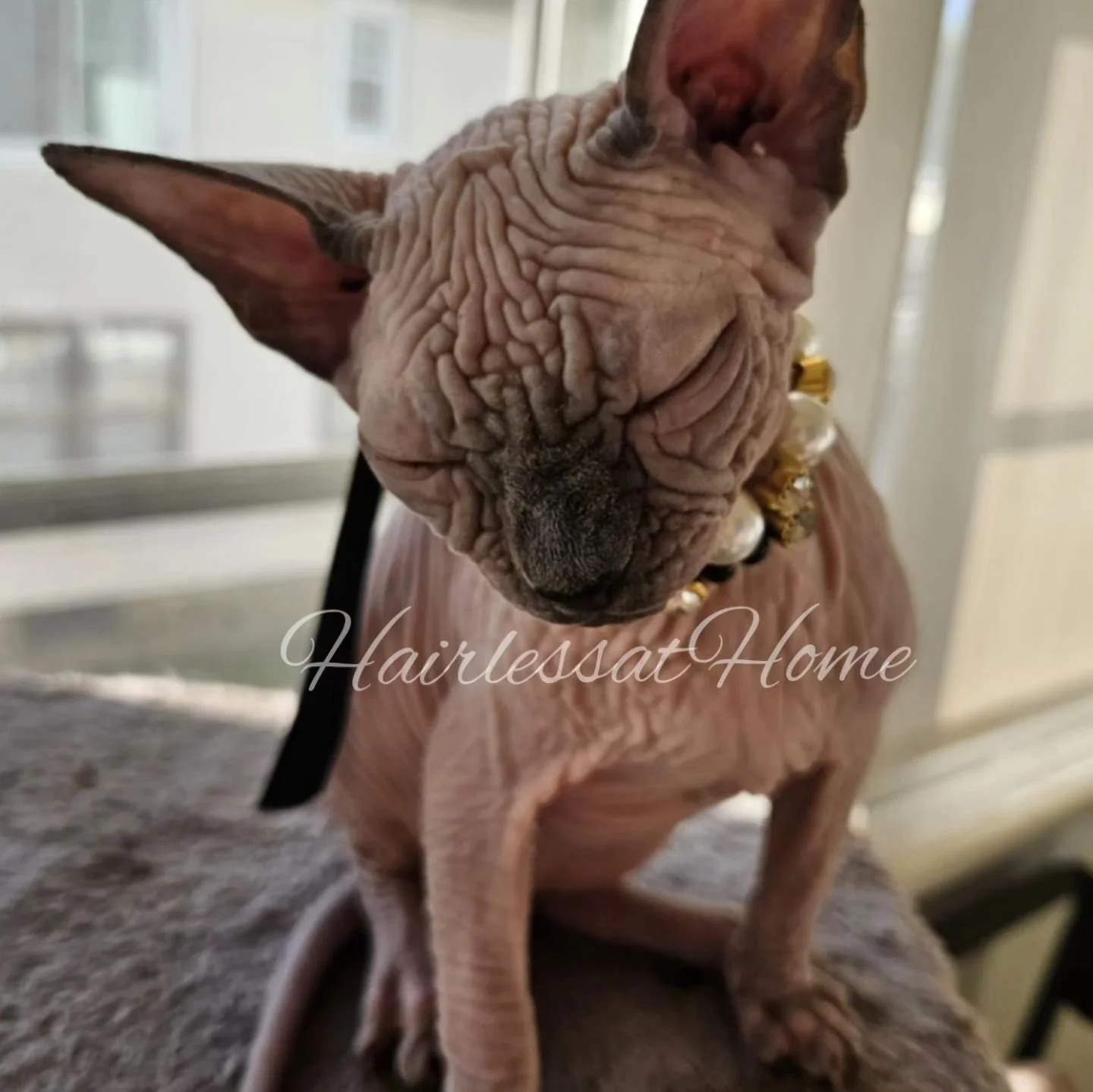Wrinkly Rose 🌹 
.
.
.
She is reserved by our dearest friend of the Cattery
.
.
.
In the meantime, we can admire her wrinkles and how beautiful she truly is 😍😍😍
.
.
Wanna know where she is going? 
Stay tuned for our website update 
😌
.
.
#wrinkly