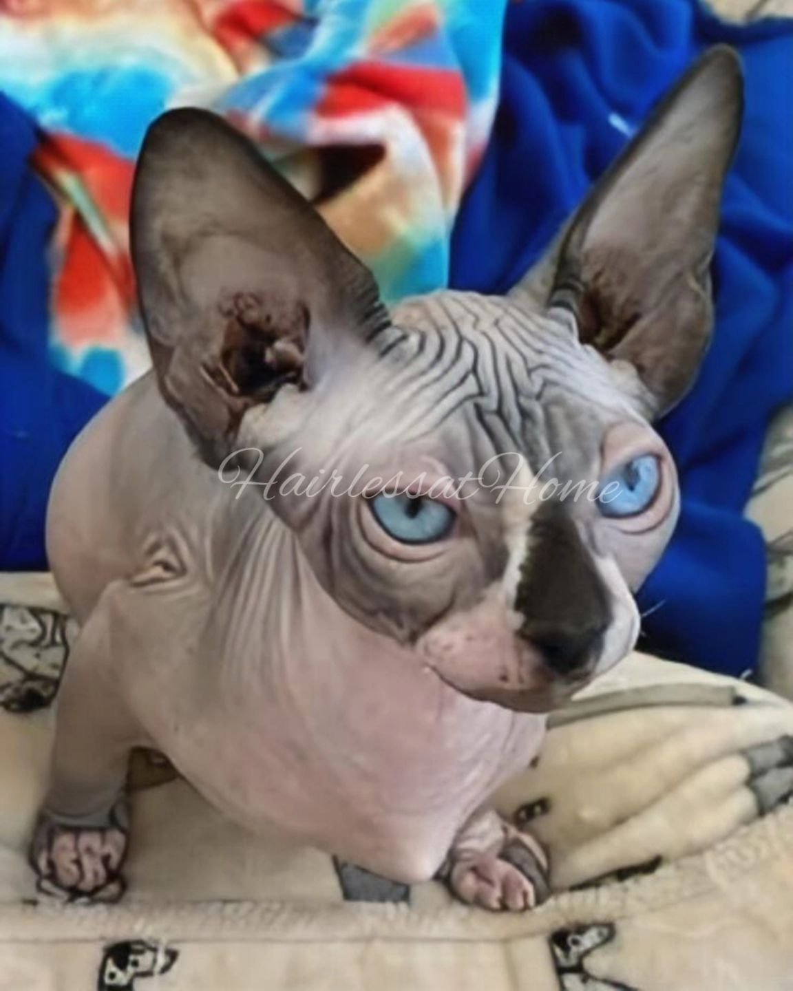 Our sweet Oreo dropping by to announce that our website has been updated with an "Available & Reserved Hearts" tab, where you can browse our most recent Cattery update!
Head on over to: https://www.hairlessathome.com/available-reserv