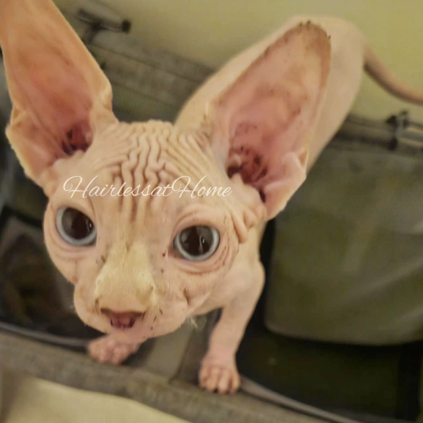 Who is who?!
These are the twins!
Two beautiful creatures π ♥οΈ
.
.
.
Check out their bio's over at HairlessatHome.com under "Available and Reserved Hearts"
π₯Ήπ₯Ή
.
.
.
#twins #sphynxtwins #sphynxforlife