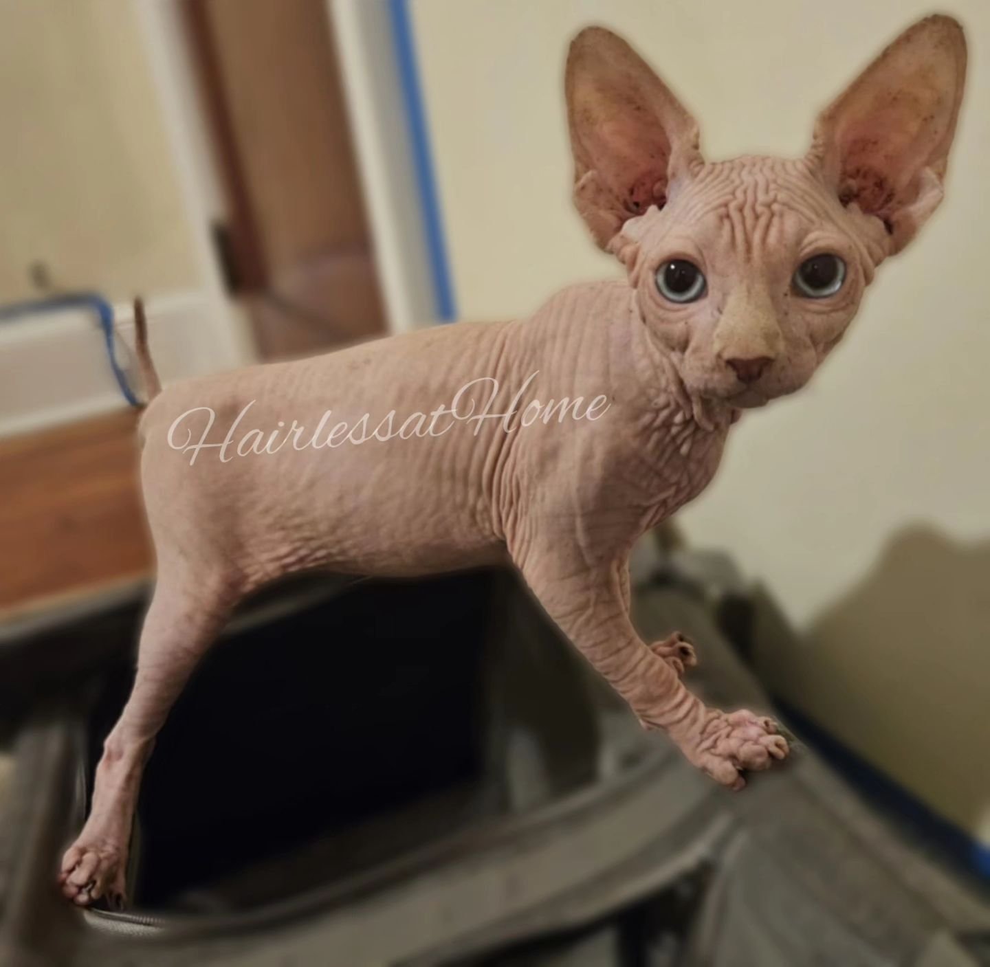 We got one twin left!
Vanilla bean is the name!
Energy is the game
π€
.
.
.
Check him out under "Available & Reserved Hearts" over on our website ♥οΈ
.
.
.
#sphynxofinstagram #sphynxlover #sphynxoftheday