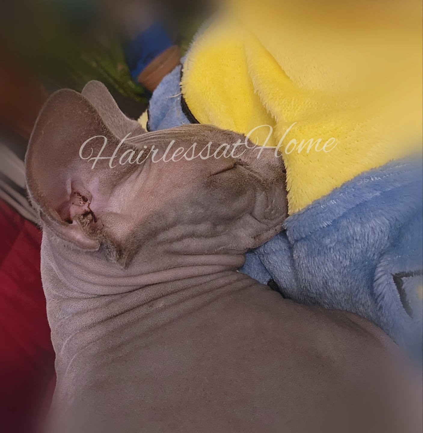 Long time no see.
What have we been up to?
My hooman has been working hard on her work, and I've been working hard on trying to stay in her arms as she works bc she has this wonderful sweater on that I want to lay on.
So, yeah. That's what we h