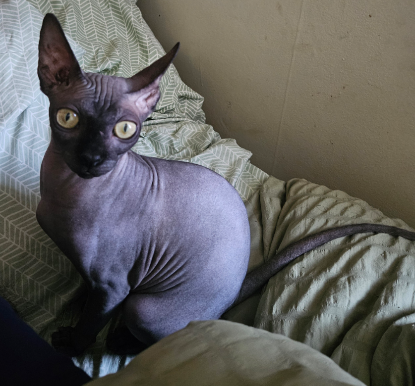 QUEEN HAZEL (FORMERLY: WINNIE )