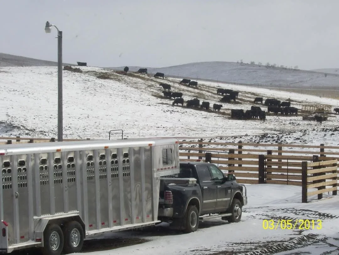 Barrett gooseneck cattle trailer hauling cattle through snowy ranch conditions