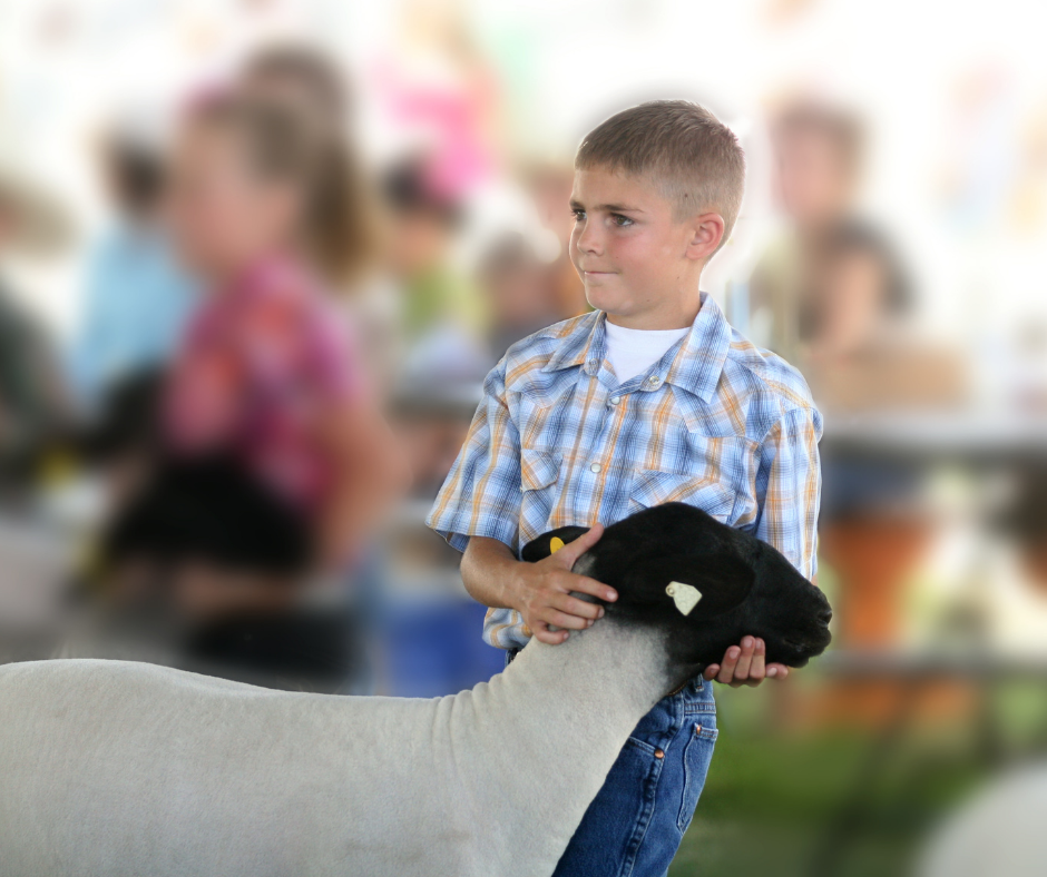 show livestock trailers