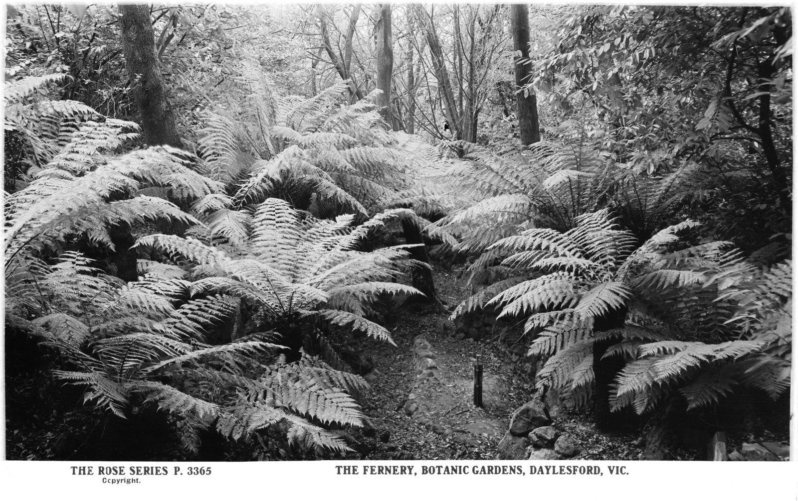 The Fernery_Image 3.jpg