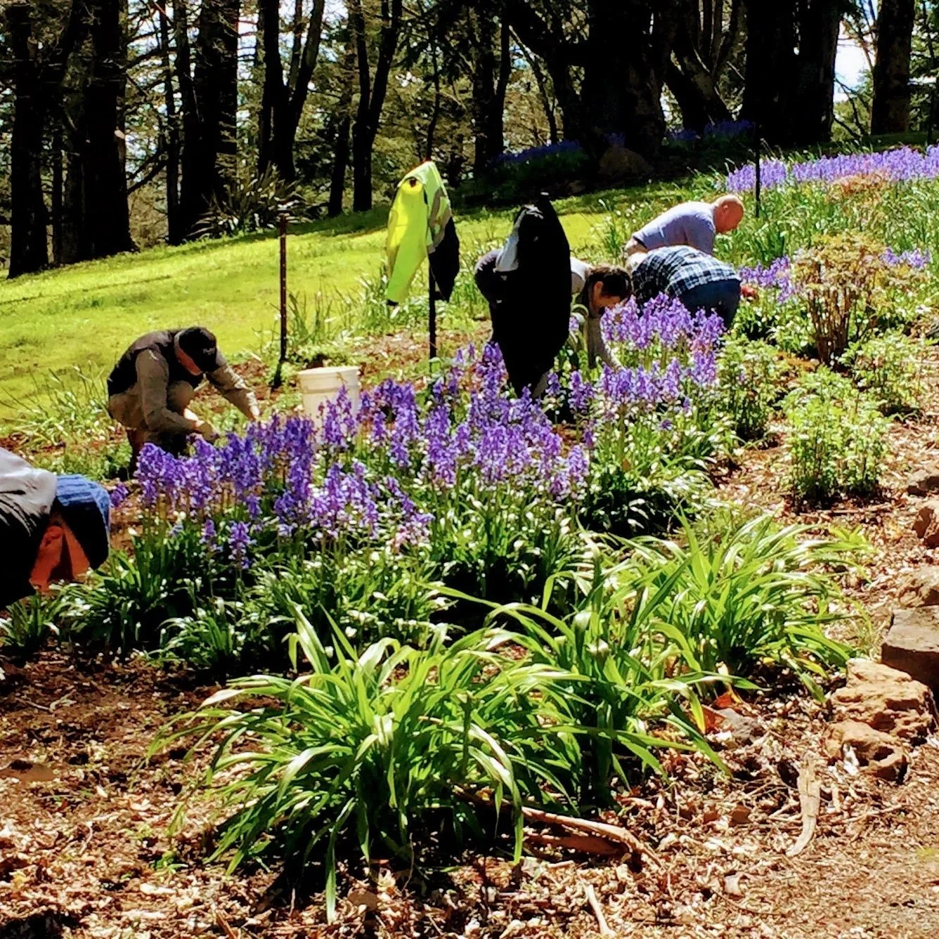 People gardening and planting purple flowers in a garden with trees and grass.
