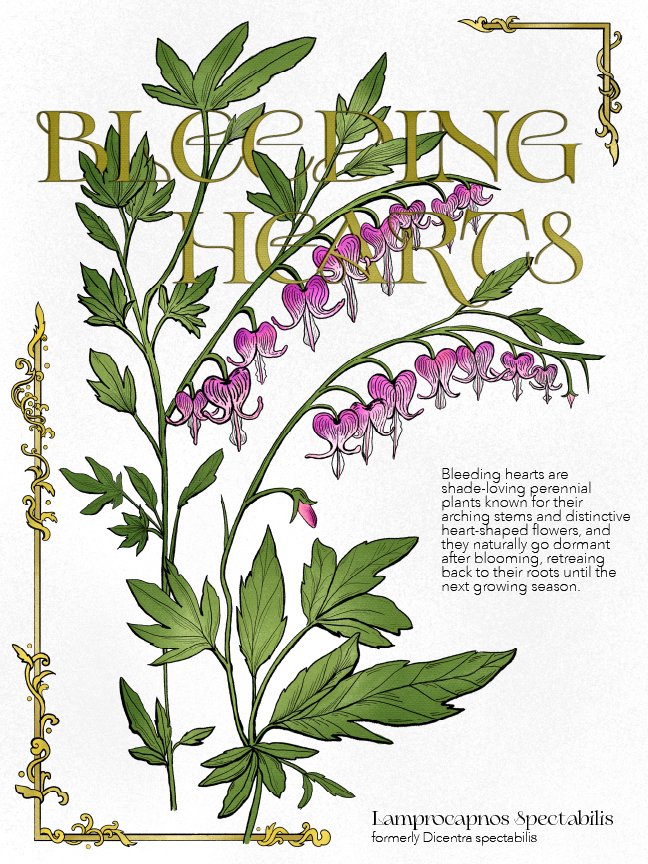 Bleeding_Hearts-02.png