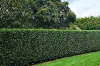 Garden & Landscaping